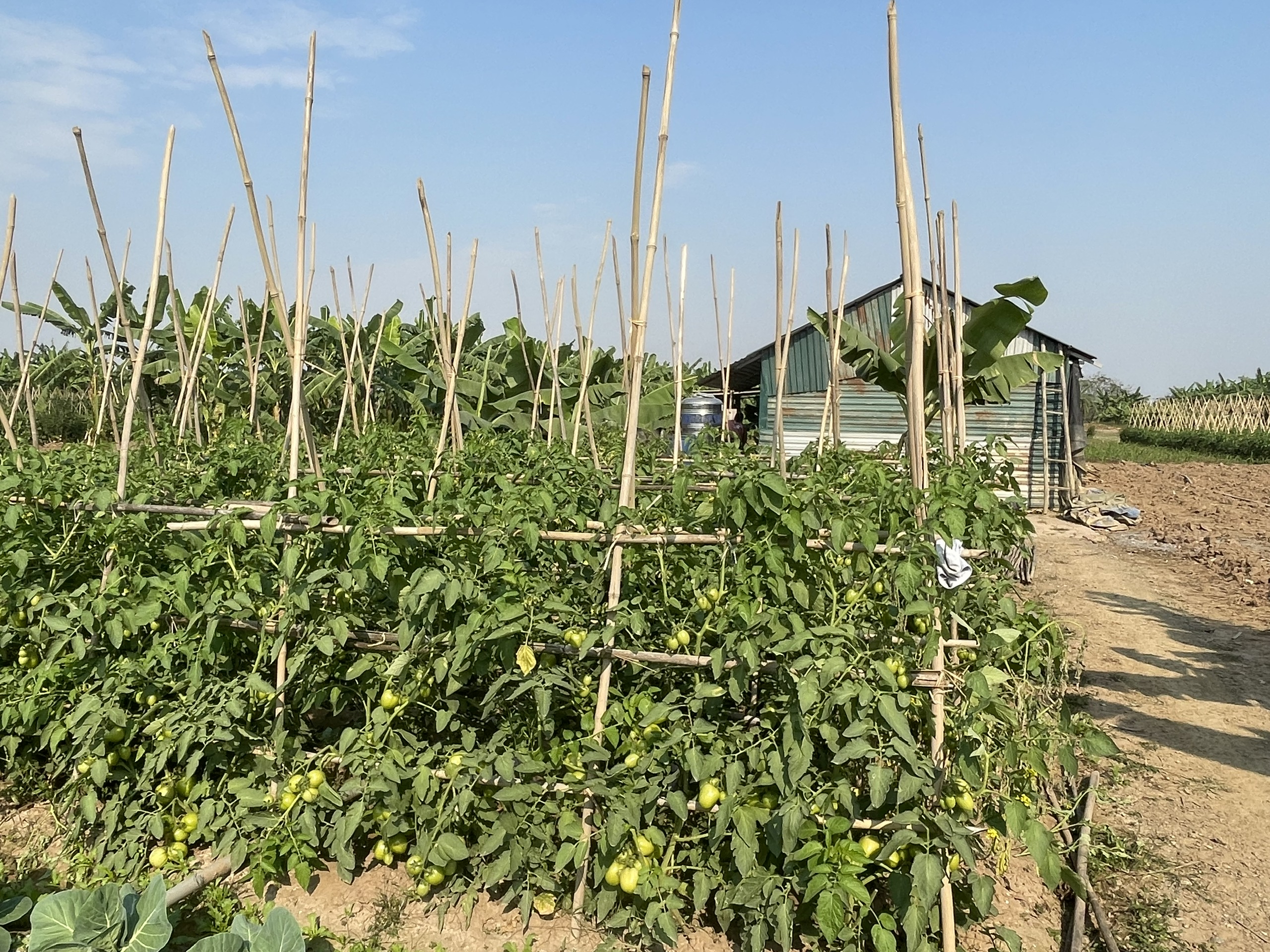 香蕉島上的美麗農場照片。 香蕉島上的美麗農場照片。
