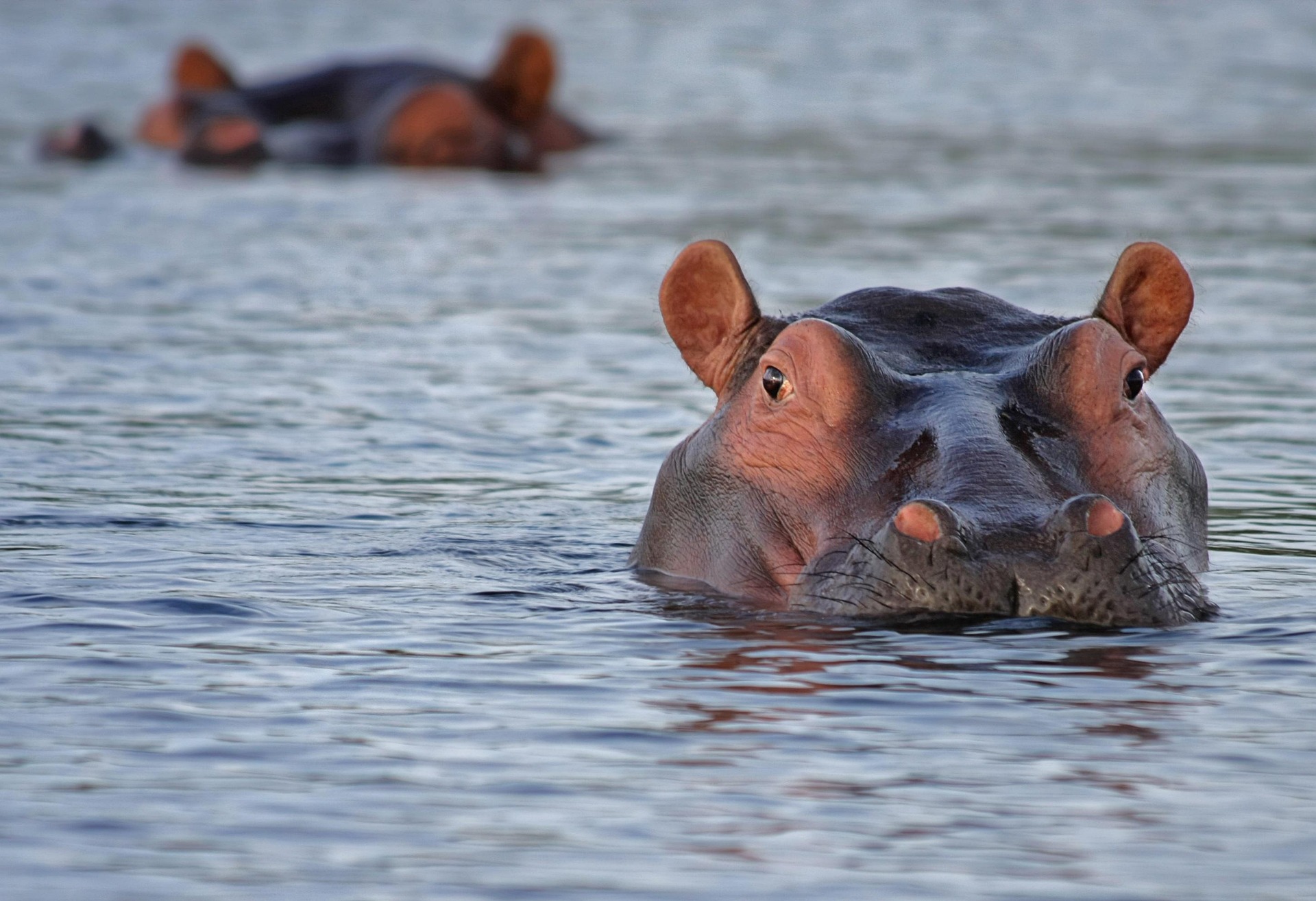 hippos seen during boat ride