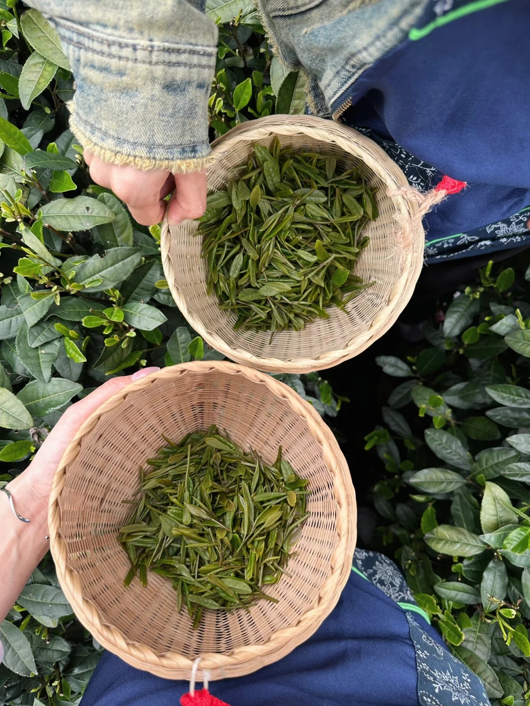 杭州西湖文化村休閒半日遊（龍井茶茶葉採摘+炒制殺青+宋代點茶夢華錄/莊園品茶半日休閒體驗）