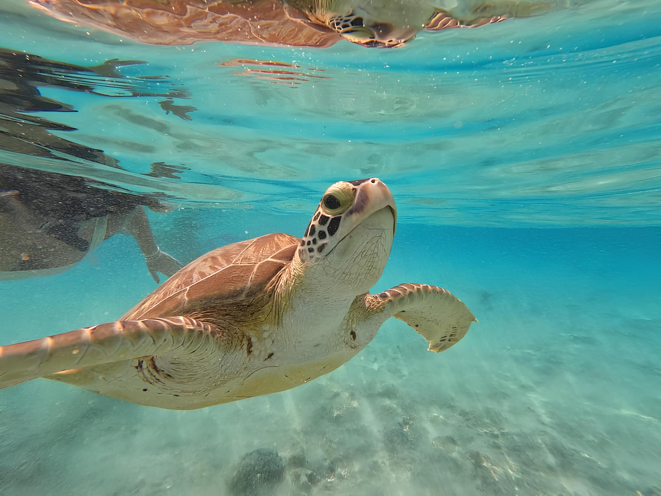 Snorkeling Tour in Gili Islands Lombok