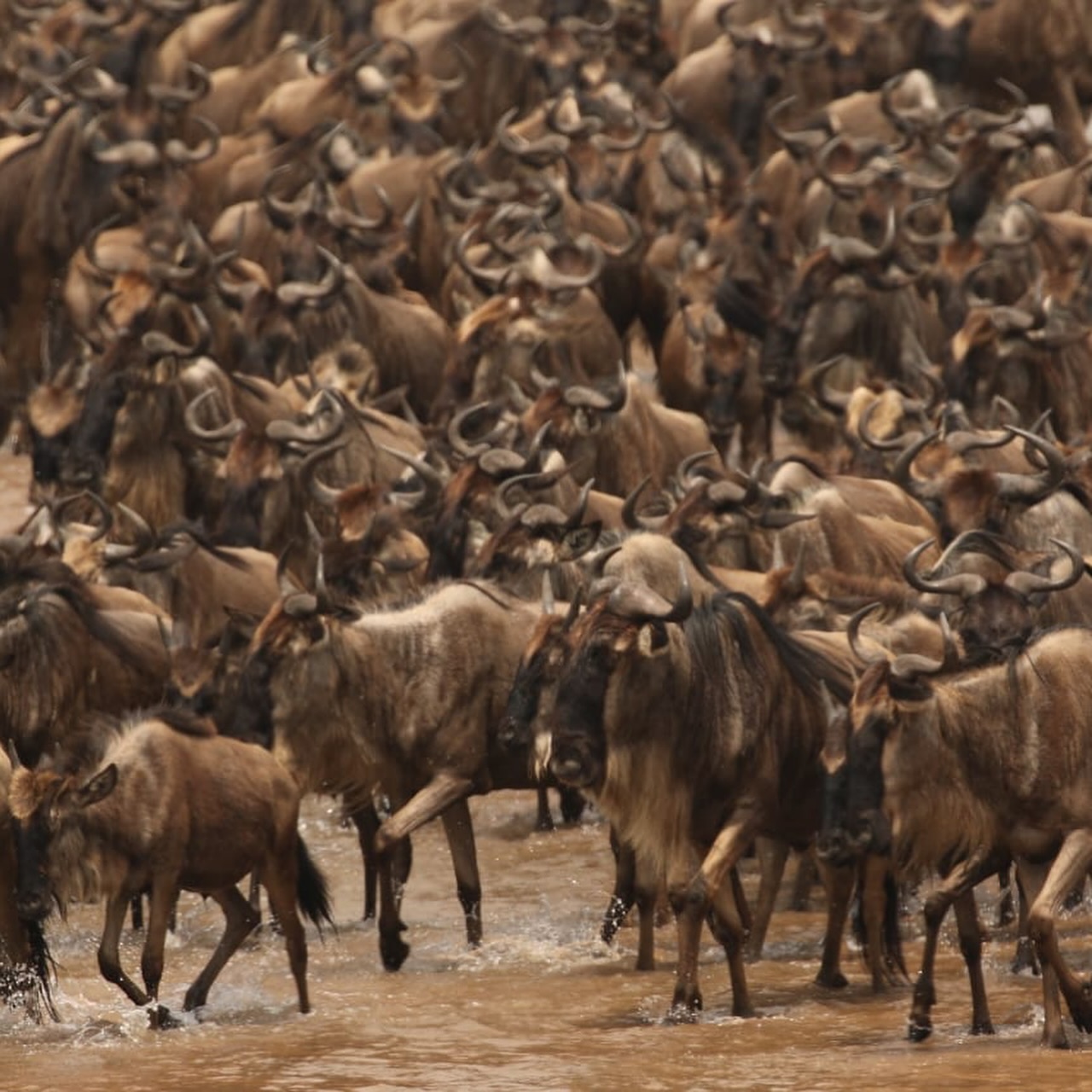 The Ultimate Masai Mara Safari Experience: 4-Day Big Five Adventure