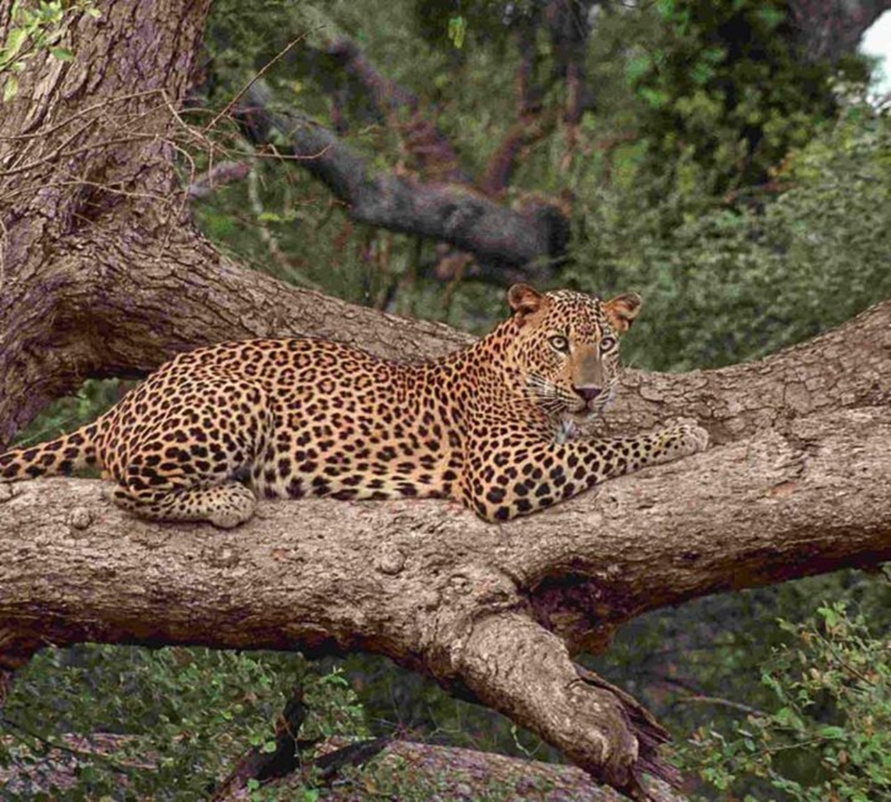 Yala National Park Safari Private Half Day Tour