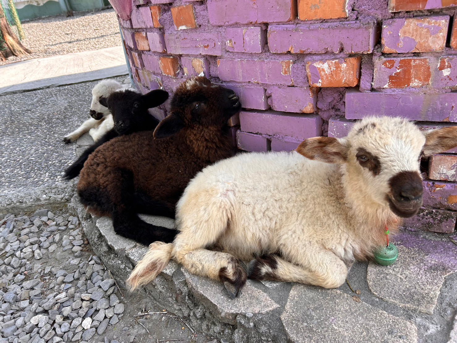 Changpi Lake Elf Village Cute Animal Area