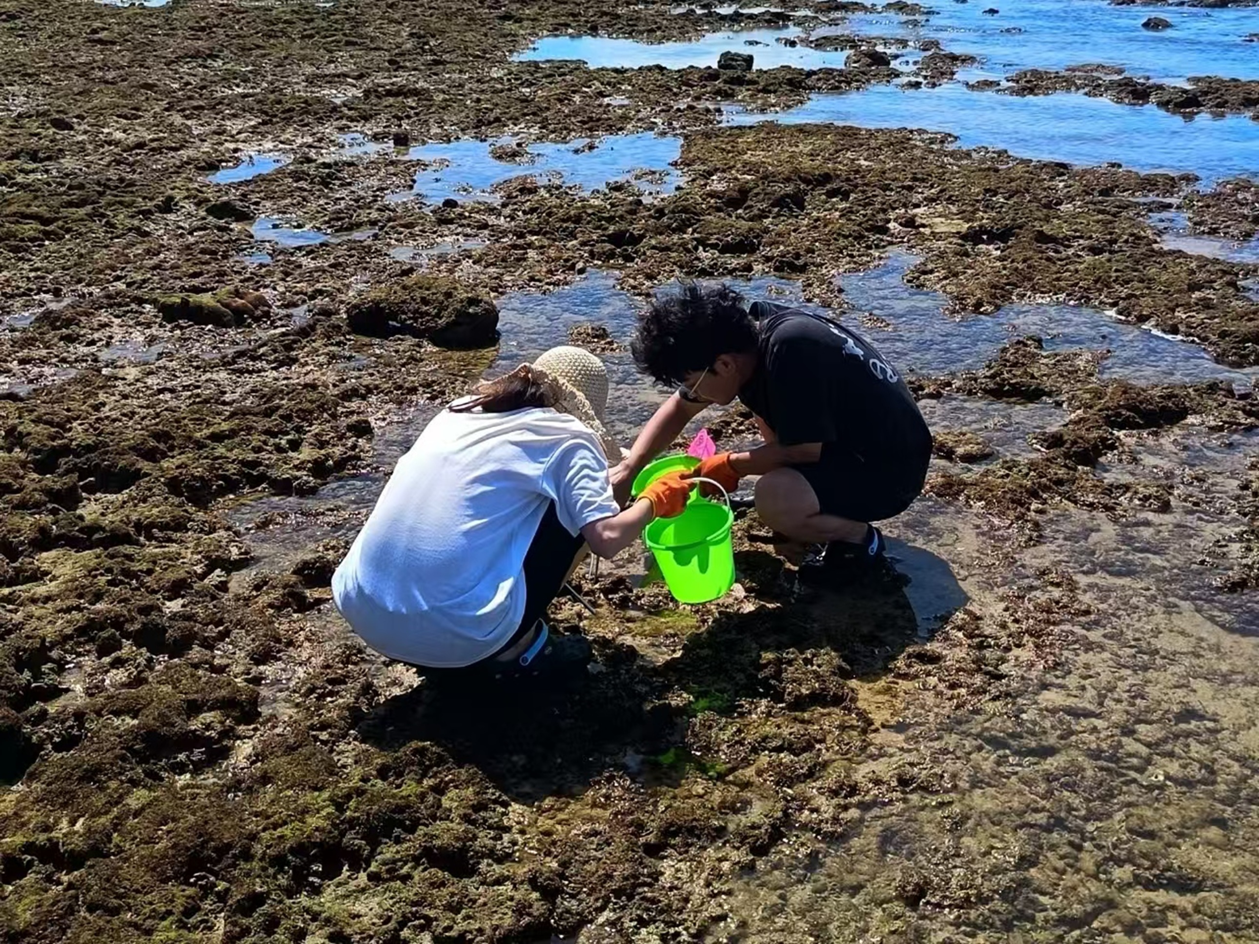 兩人蹲在礁石灘上，共同往綠桶裡裝海貨，礁石泛著溼滑青苔，是結伴趕海、協作尋寶的溫馨場景