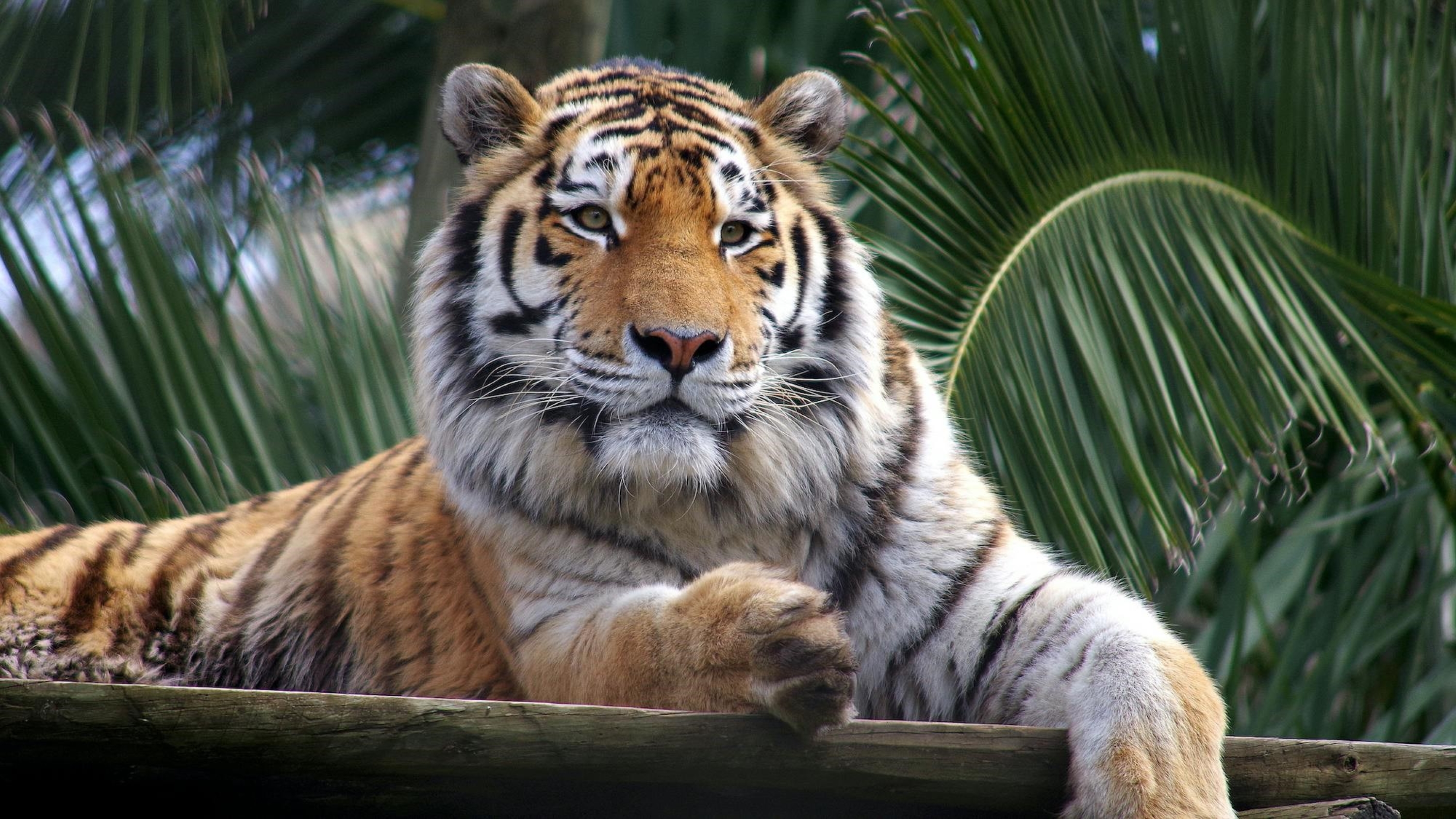 里斯本動物園 (Lisbon Zoo) 門票