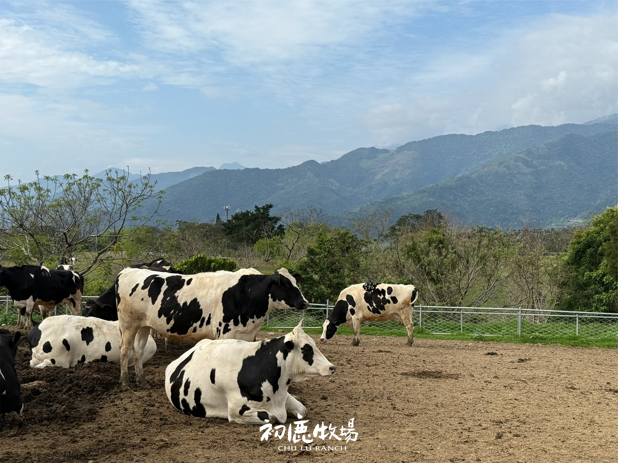 訂購熱氣球三日遊可前往初鹿牧場，漫步全台最大坡地牧場，近距離餵食乳牛，品嚐香醇現擠鮮乳與濃郁冰淇淋。