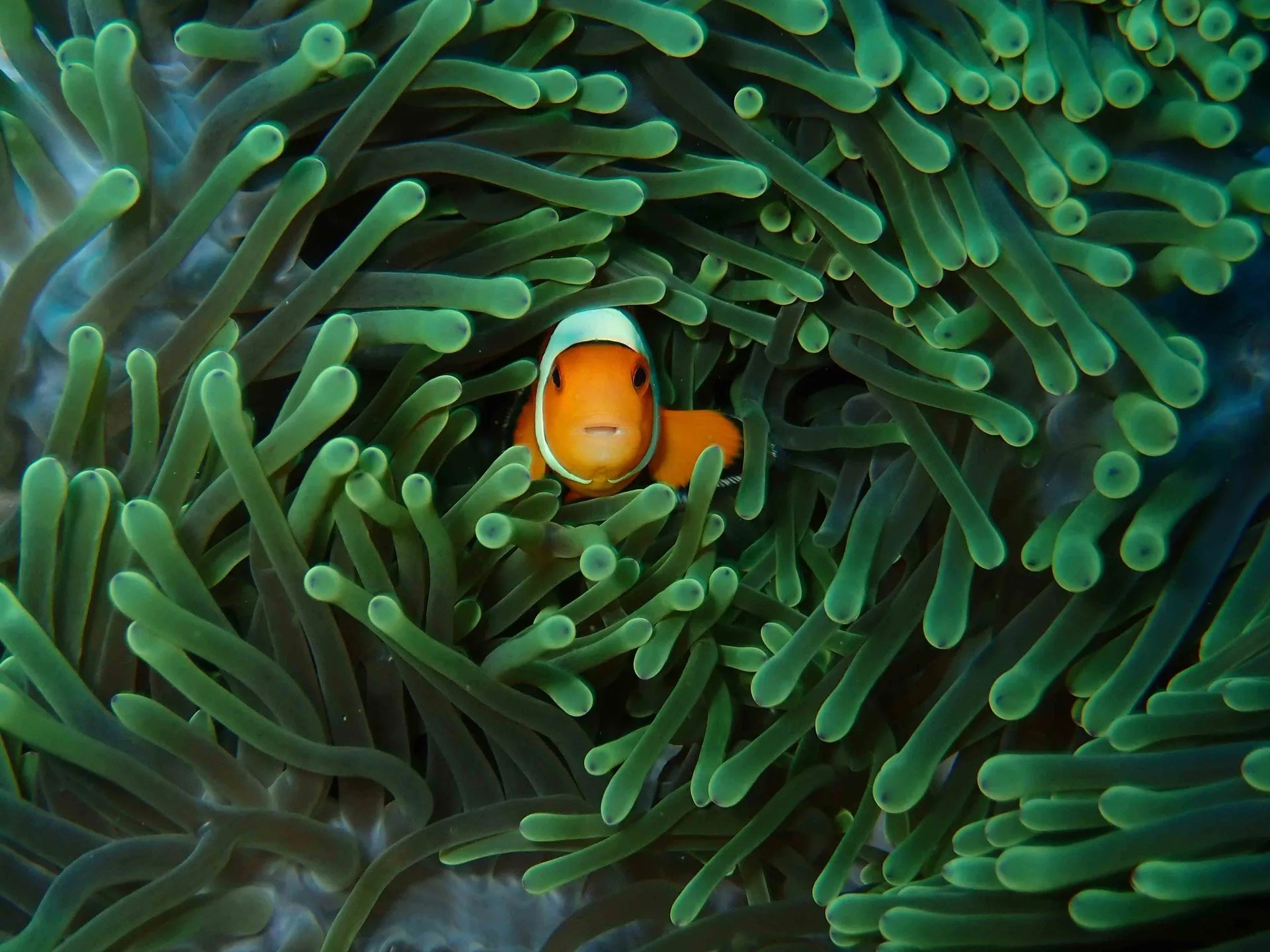 沙努爾的水上門戶：PADI 5* 潛水中心的開放水域潛水員