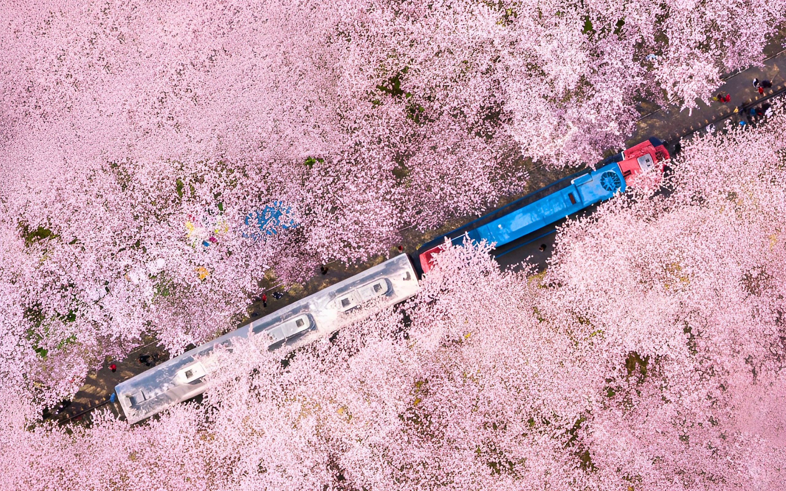 Jinhae Cherry Blossom Festival Day Tour from Seoul & Busan