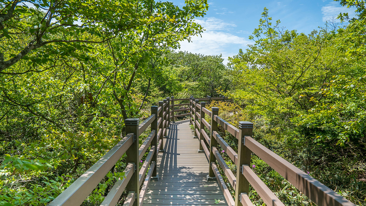 沿著濟州最溫和的步道前行,探索寧靜的森林小徑,通往令人驚嘆的絕美景緻。 沿著濟州最溫和的步道前行,探索寧靜的森林小徑,通往令人驚嘆的絕美景緻。