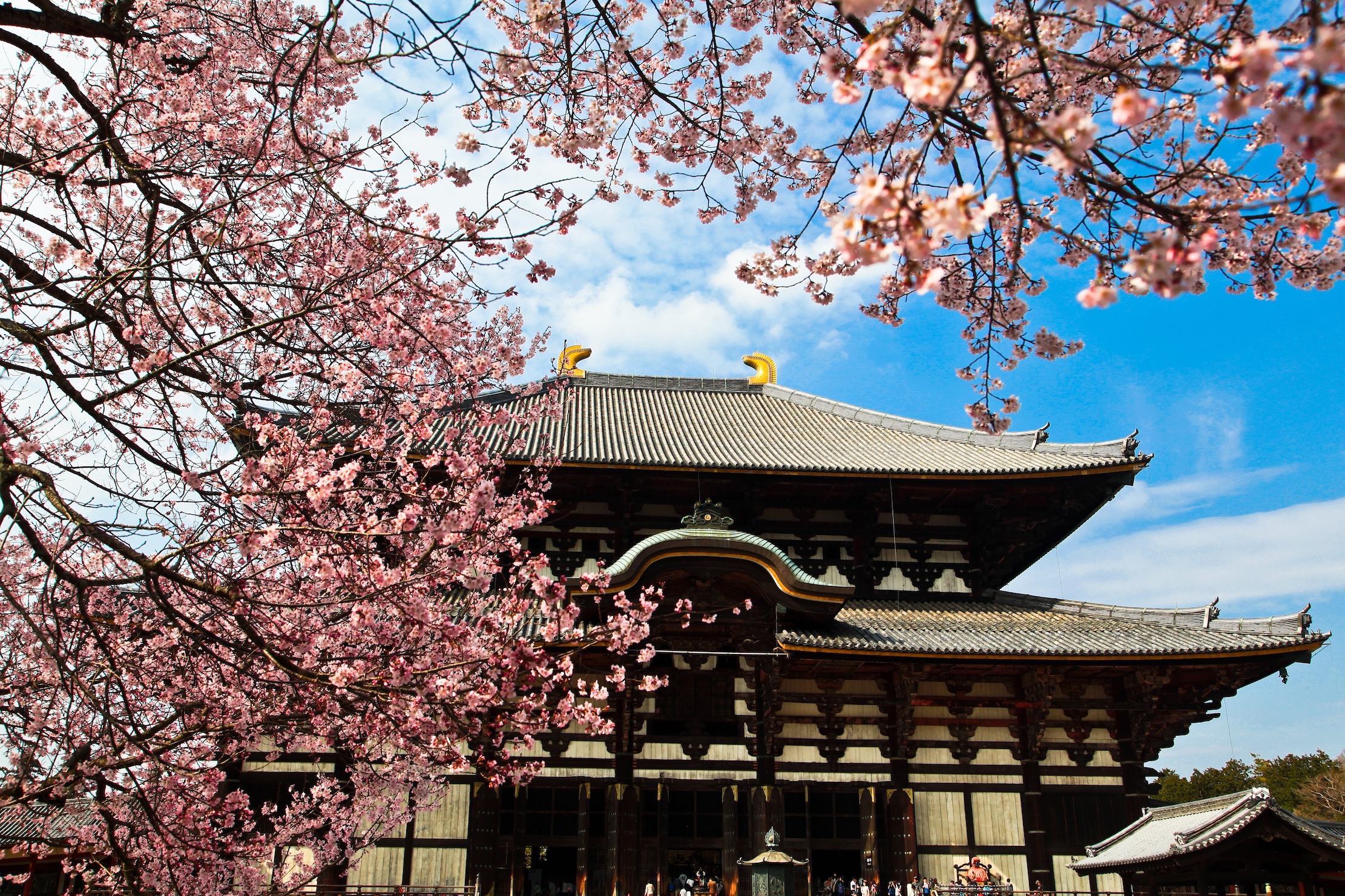 東大寺位於奈良,是世界文化遺產與日本佛教象徵。境內的大佛殿為世界最大木造建築,供奉巨大盧舍那佛,是奈良必訪名勝。 東大寺位於奈良,是世界文化遺產與日本佛教象徵。境內的大佛殿為世界最大木造建築,供奉巨大盧舍那佛,是奈良必訪名勝。