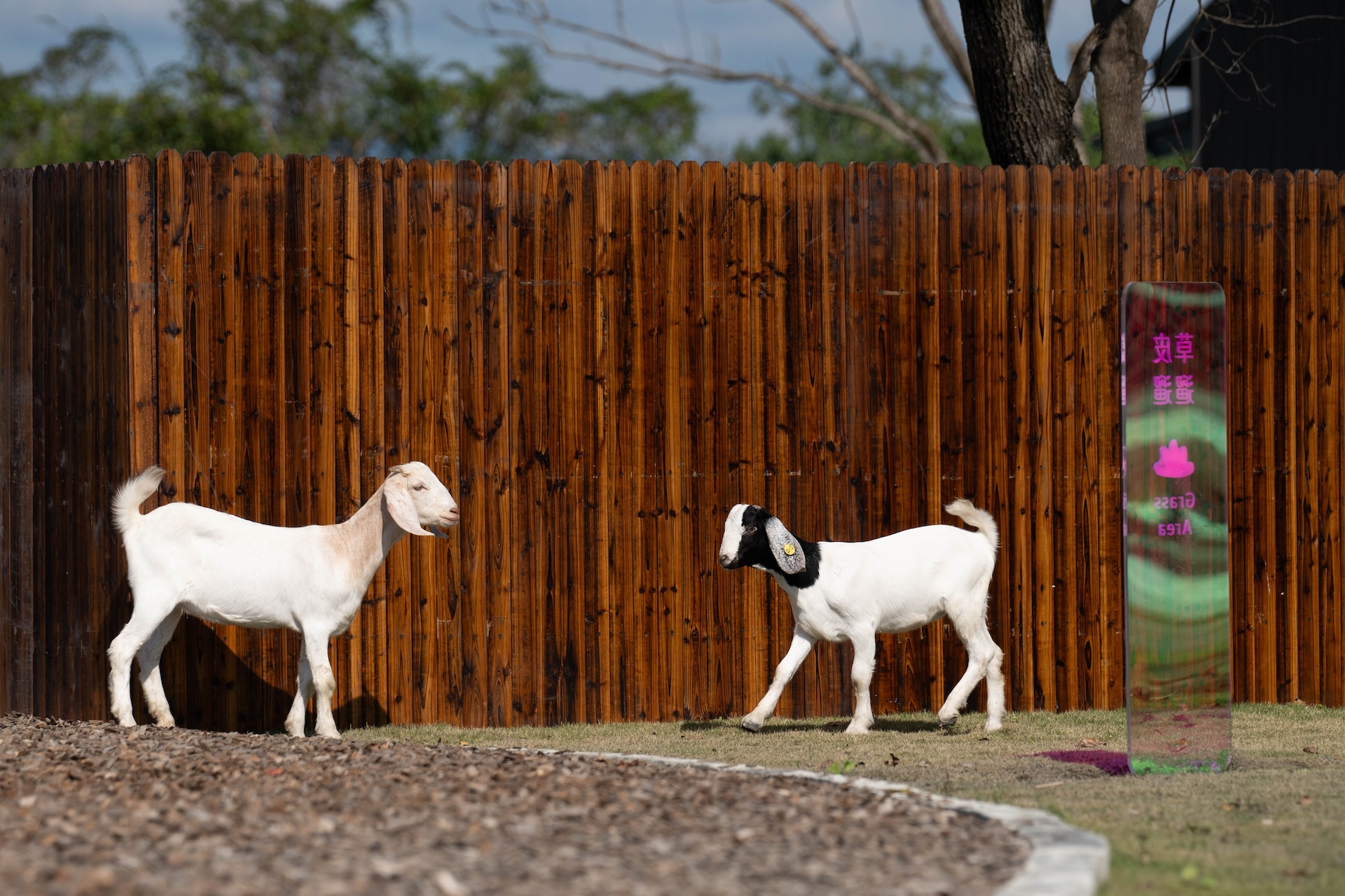 迷你山羊草地散步 迷你山羊草地散步