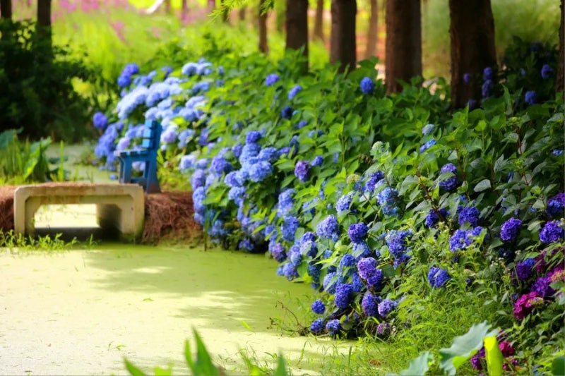 沿著小徑緩緩前行，兩旁層層疊疊的繡球花感覺就像一條寧靜的花卉隧道。