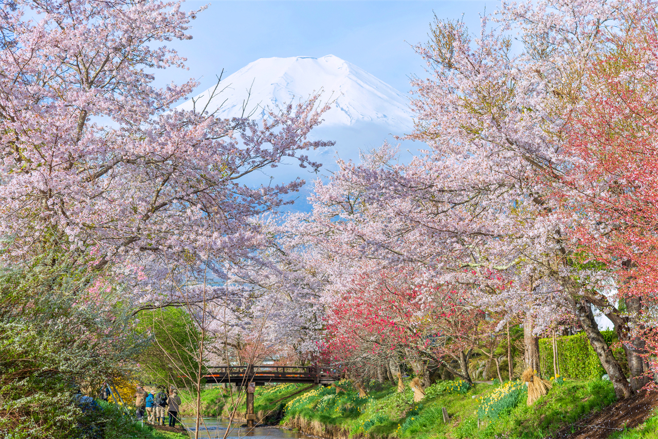 富士山探索之旅-新倉山淺間公園·天梯小鎮·忍野八海·河口湖大石公園·西湖療愈里根場一日遊