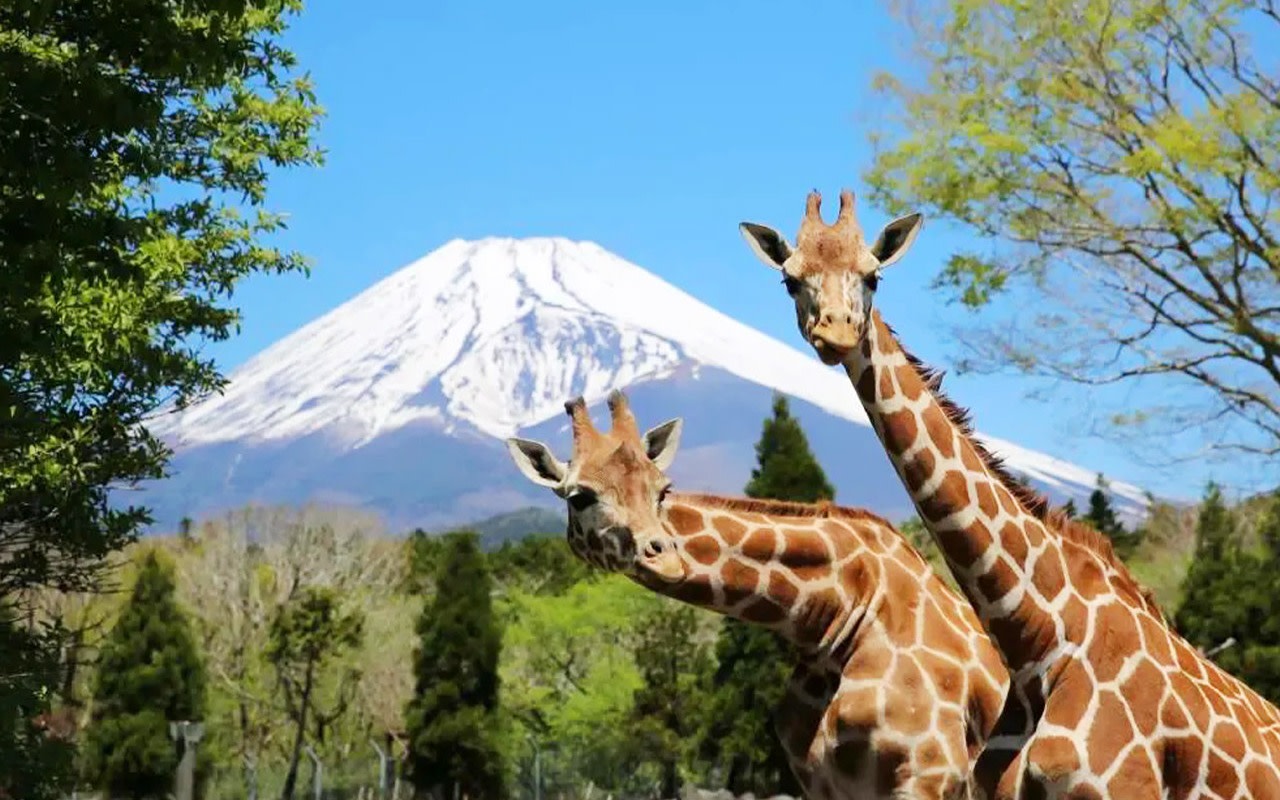 One-Day Tour of Fuji Safari Park, Oshino Hakkai, and Oishi Park