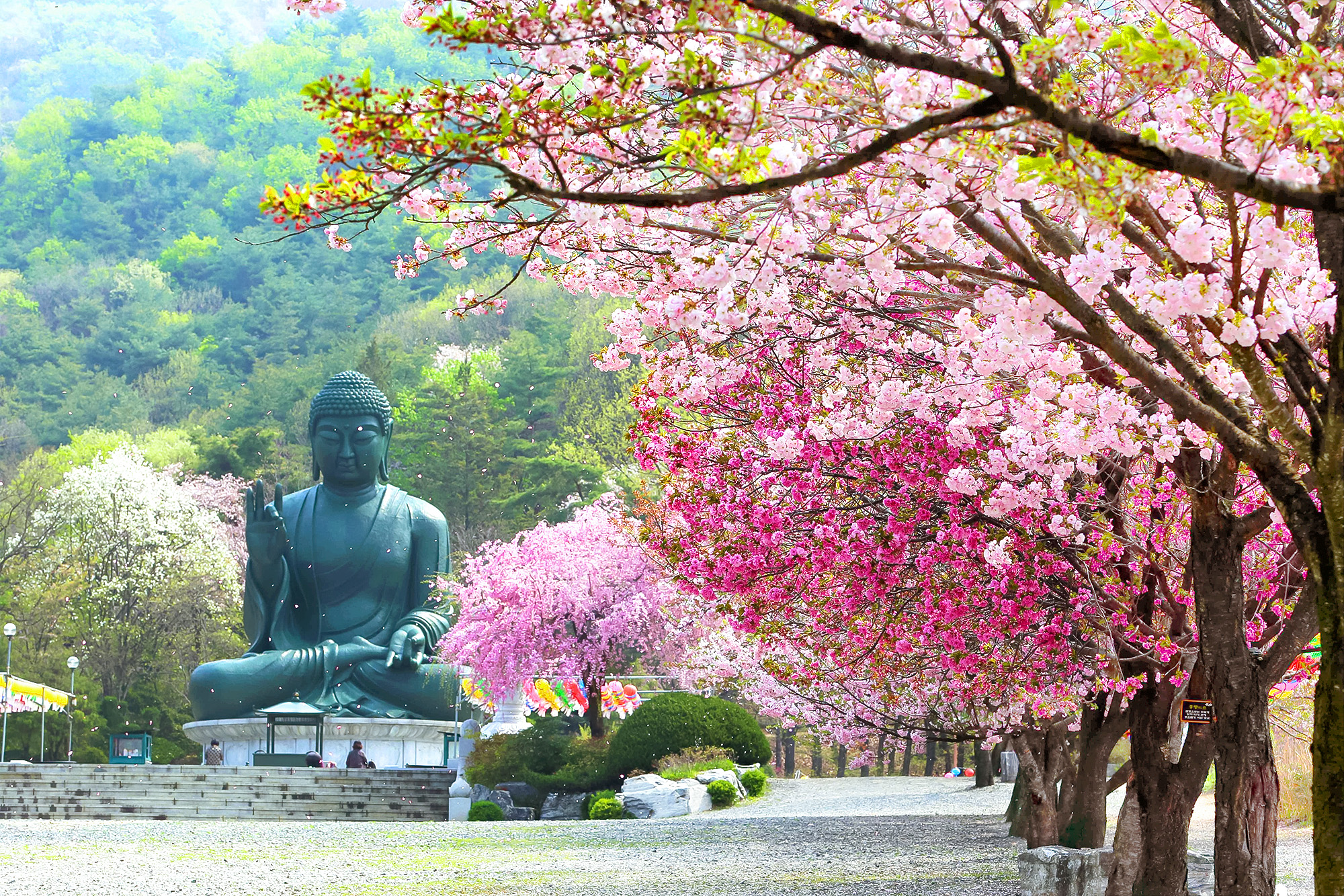 ⛩️ 覺願寺以其盛開的重瓣櫻花和垂枝櫻花而聞名。 ⛩️ 覺願寺以其盛開的重瓣櫻花和垂枝櫻花而聞名。