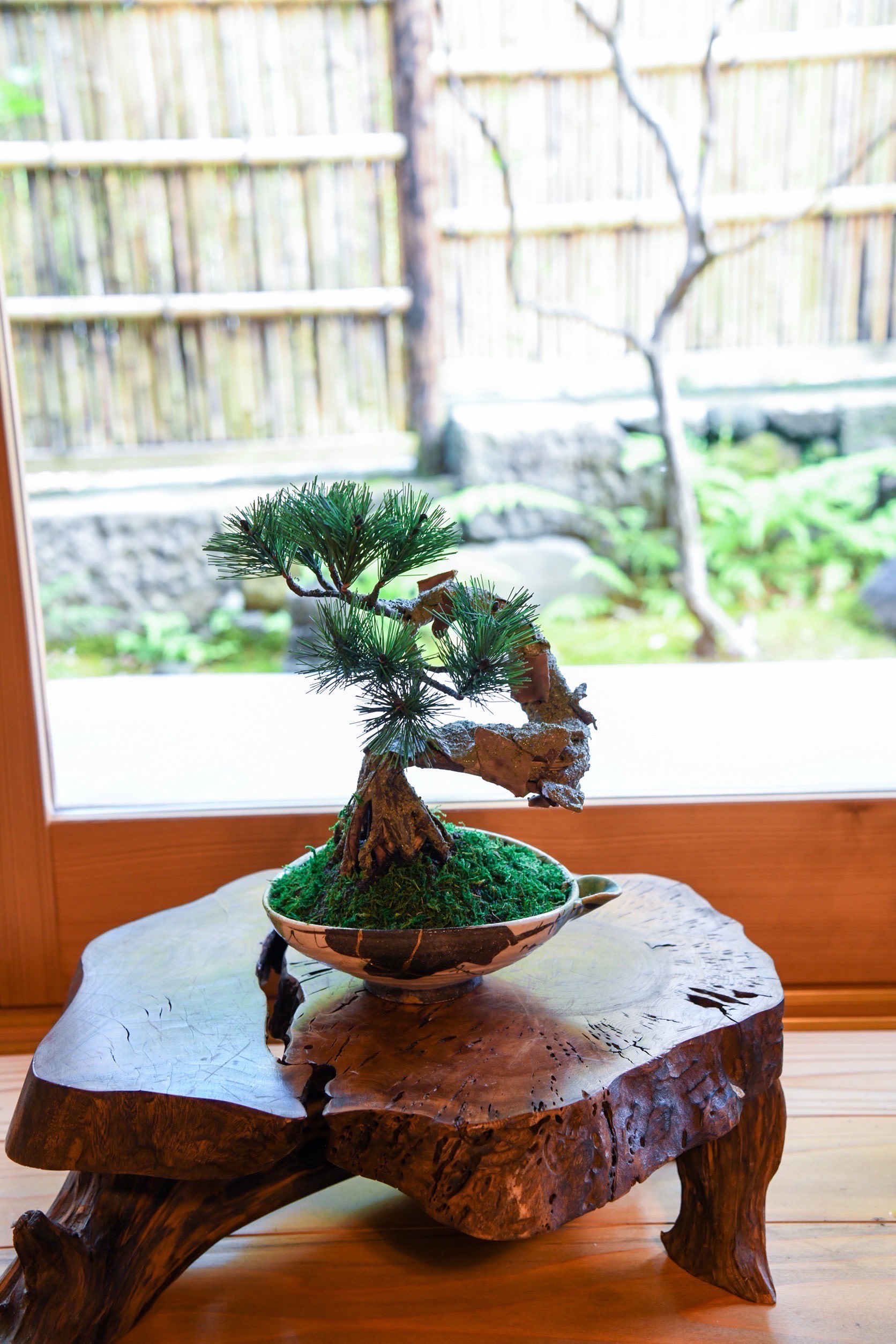 Hakone Art Bonsai Experience
