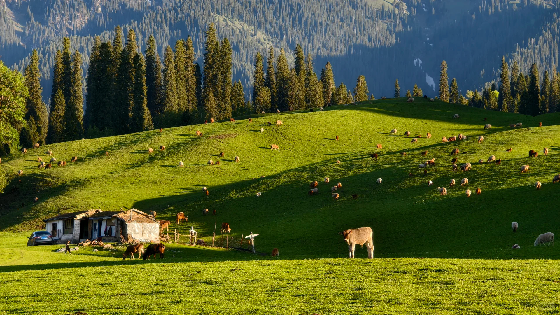 Wild North Xinjiang | Xinjiang Altay Ili 10 Days 9 Nights 