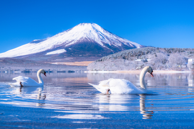 富士山周邊地區6大景點一日遊｜五合目 & 五層寶塔 & 本町商店街 & 大石公園（東京出發）