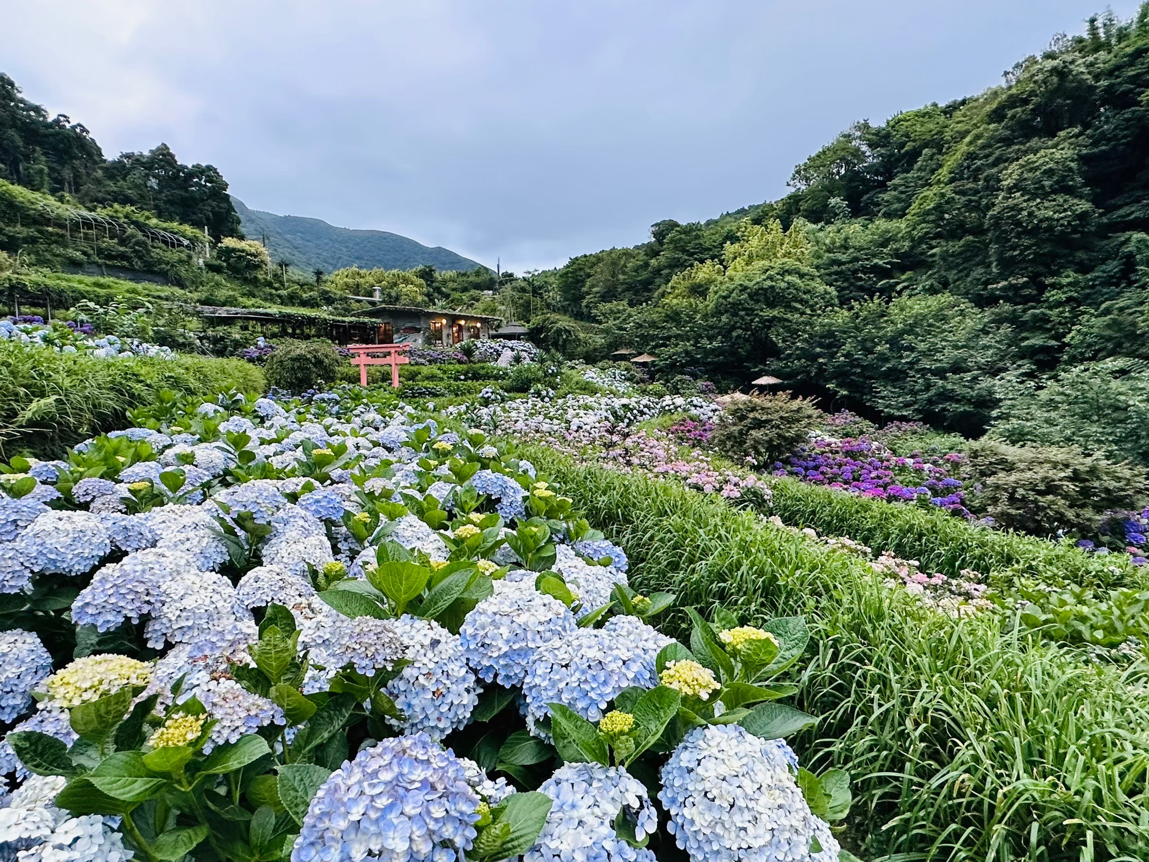 曹家花田香門票