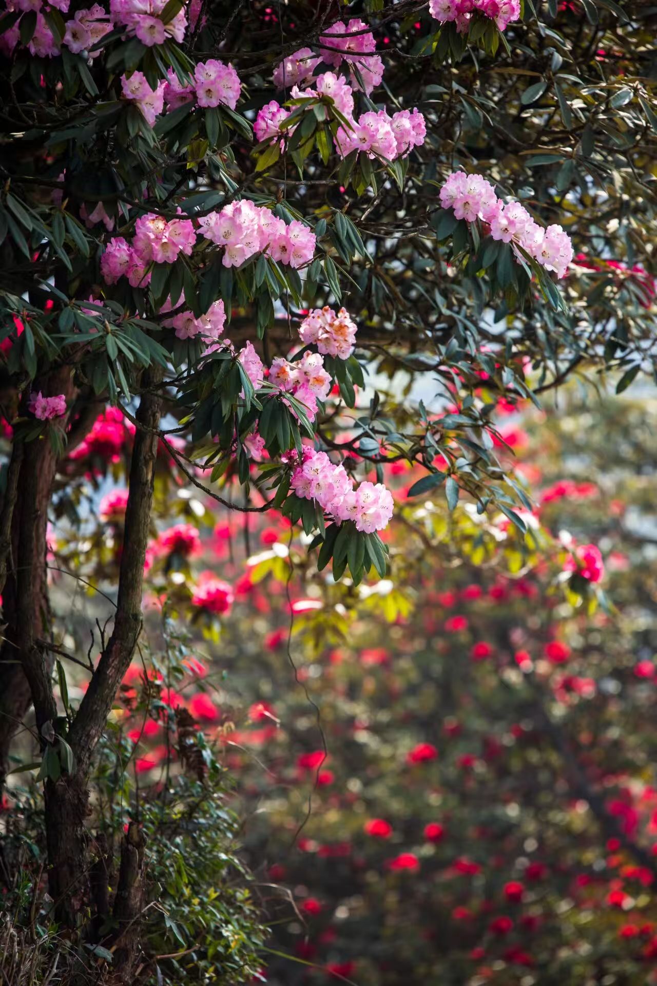 This primeval rhododendron forest, spanning Dafang County and Qianxi City, with a core area of 125.8 square kilometers, is hailed as "the colorful belt of the Earth, the garden of the world," and is also one of the largest, most diverse, and best-preserve