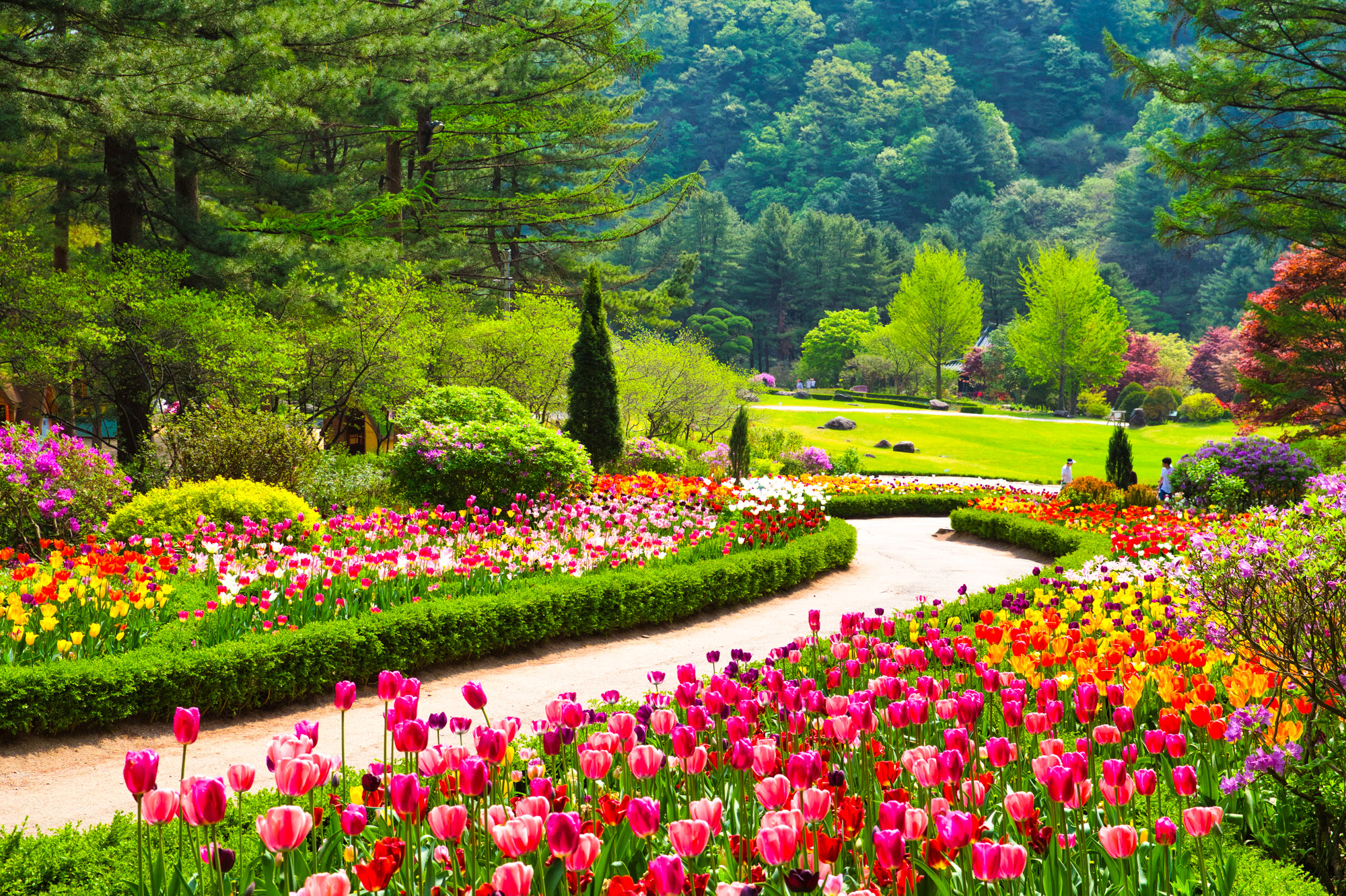 The Garden of Morning Calm is a premier arboretum in Gyeonggi Province, South Korea, offering serene natural beauty and harmonious landscapes