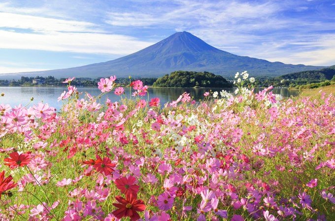 富士山賞花熱門打卡一日遊｜五合目&忍野八海&新倉山公園&日川時計店&河口湖大石公園&御殿場奧特萊斯（多線路可選）