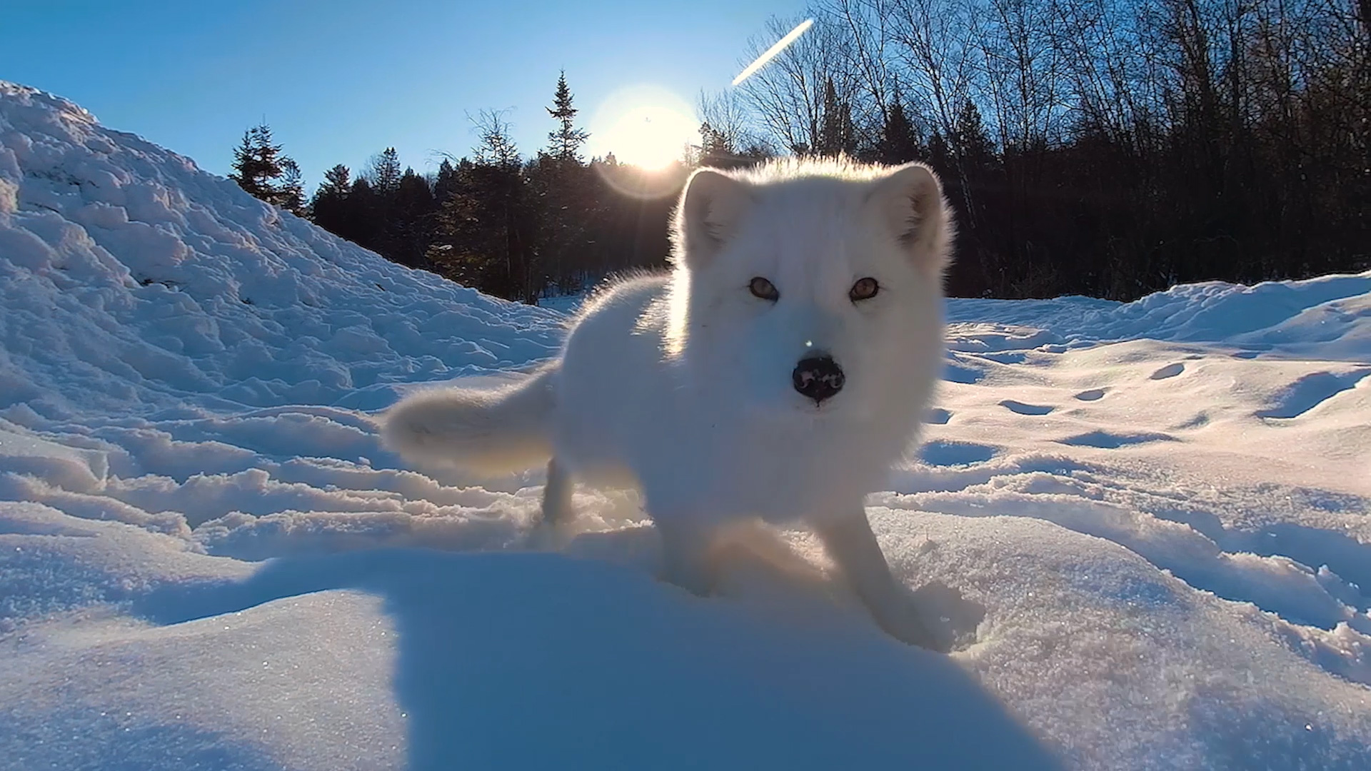 Wild Immersion Virtual Reality Experience at Penang Hill