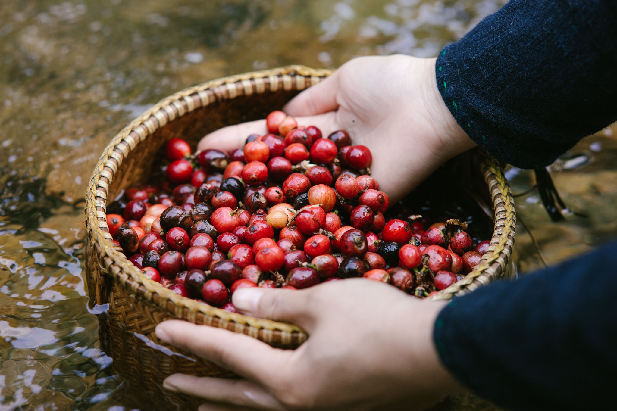 Khe Sanh Essence - Highland Coffee & Historical Footsteps