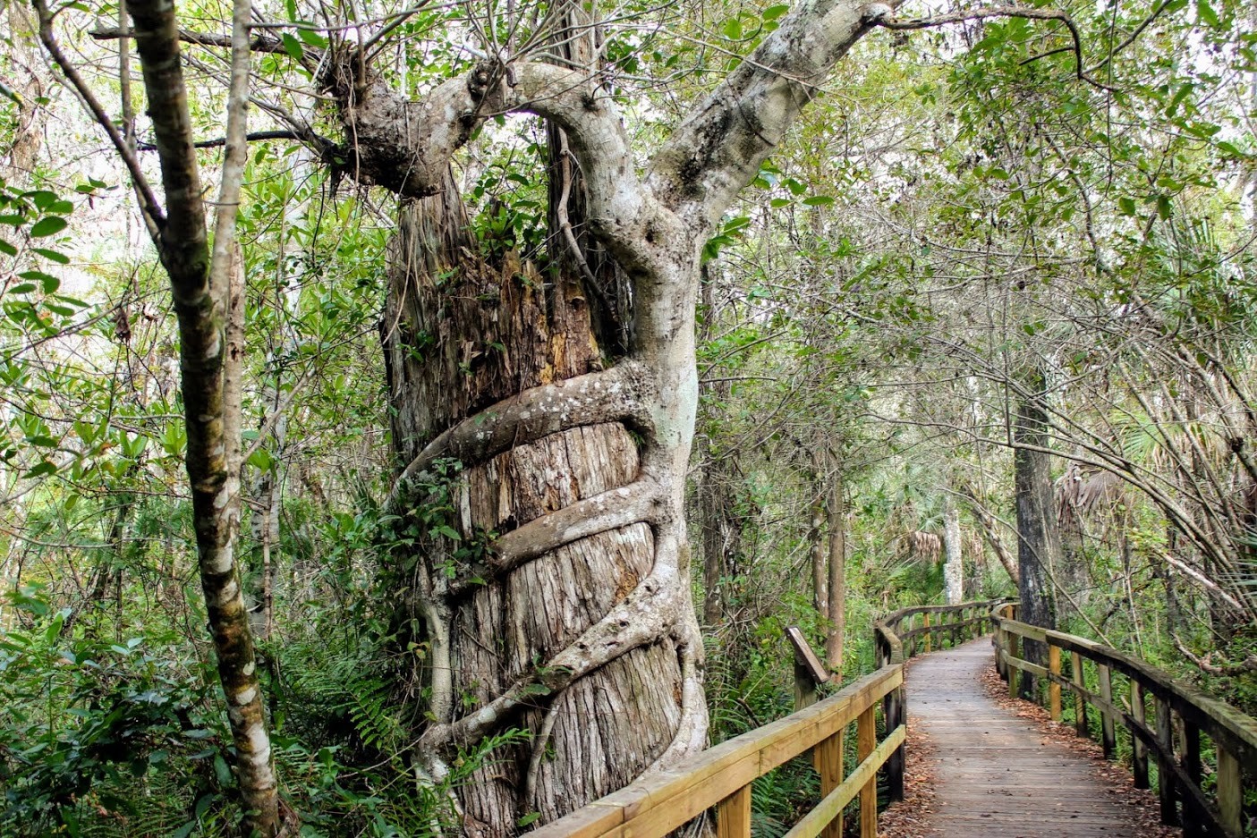 Native tree islands hold captivating stories of ancient inhabitants and their traditions