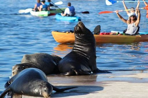 Kayak or Paddleboard with Sea Lions Experience in Marina del Rey