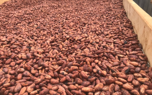熱帶陽光下，大片濃郁的發酵可可豆正在晾曬