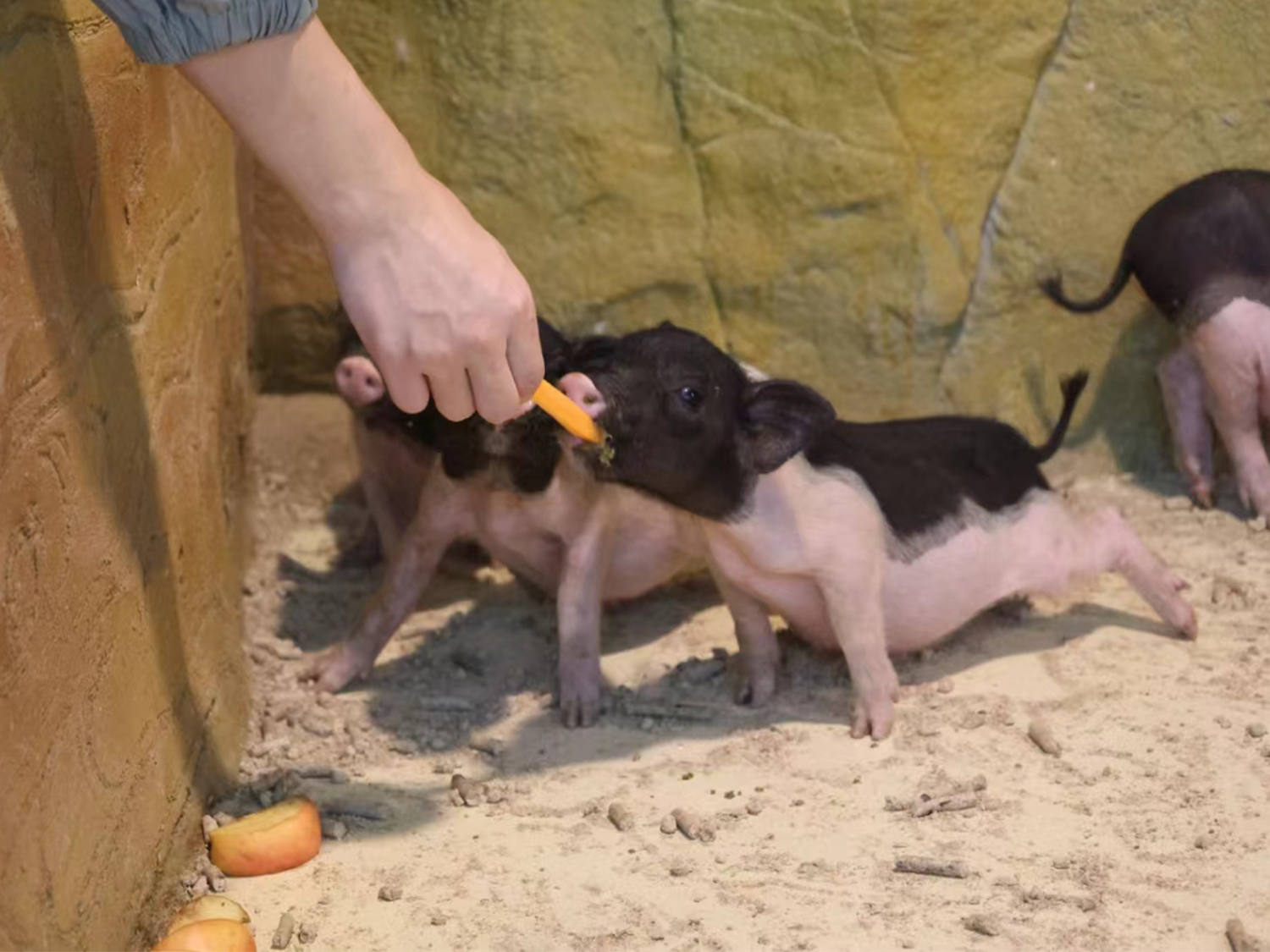深圳野恩動物樂園（龍崗萬達廣場店）能摸、能抱、投餵互動、零距離接觸萌寵