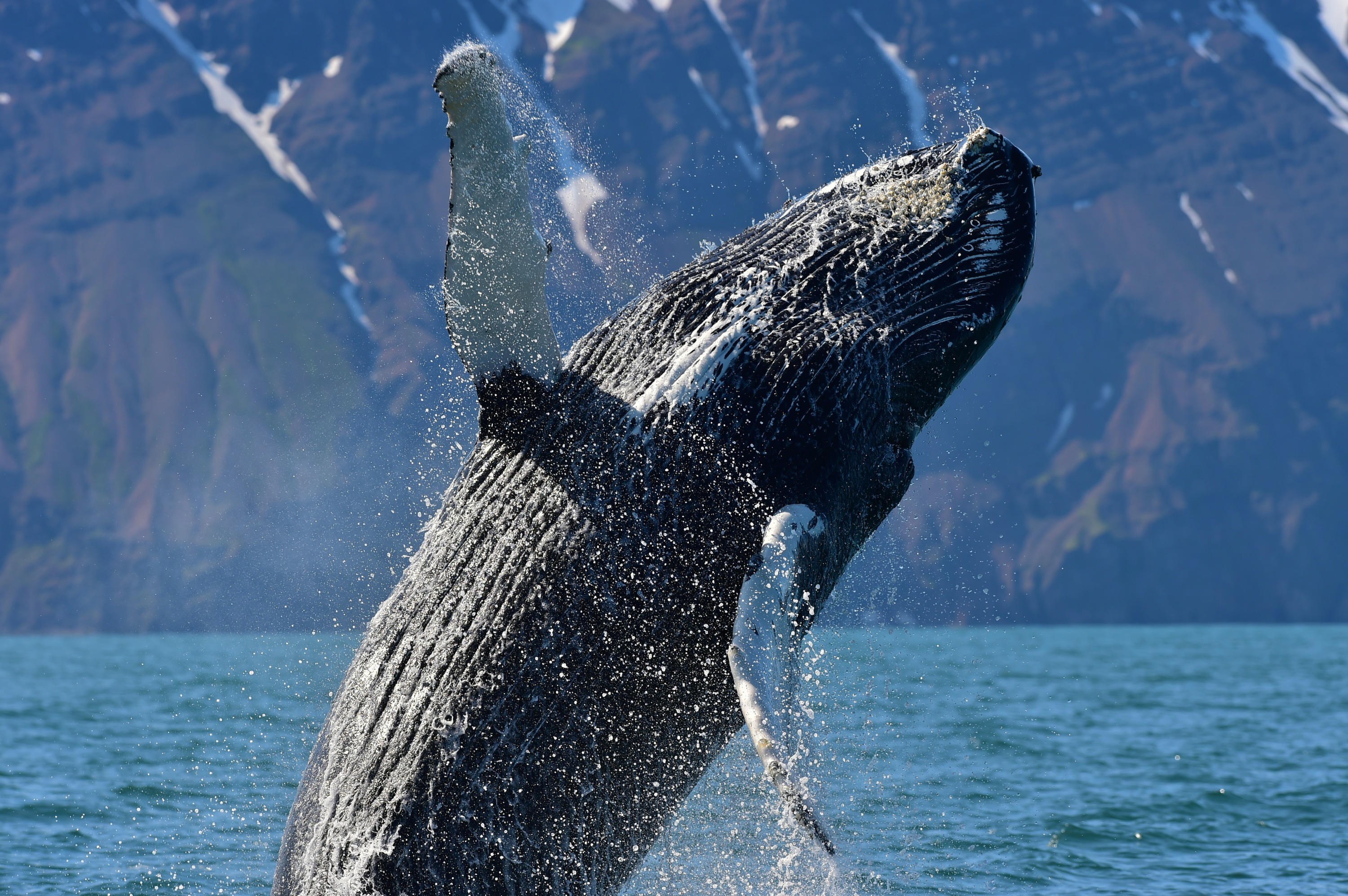whale jumping from the water