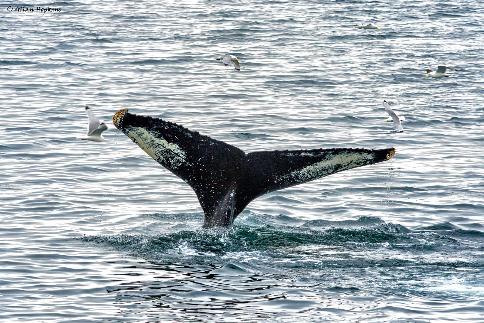 One-Day Arctic Boat Tour: Glaciers and Wildlife of Isfjorden