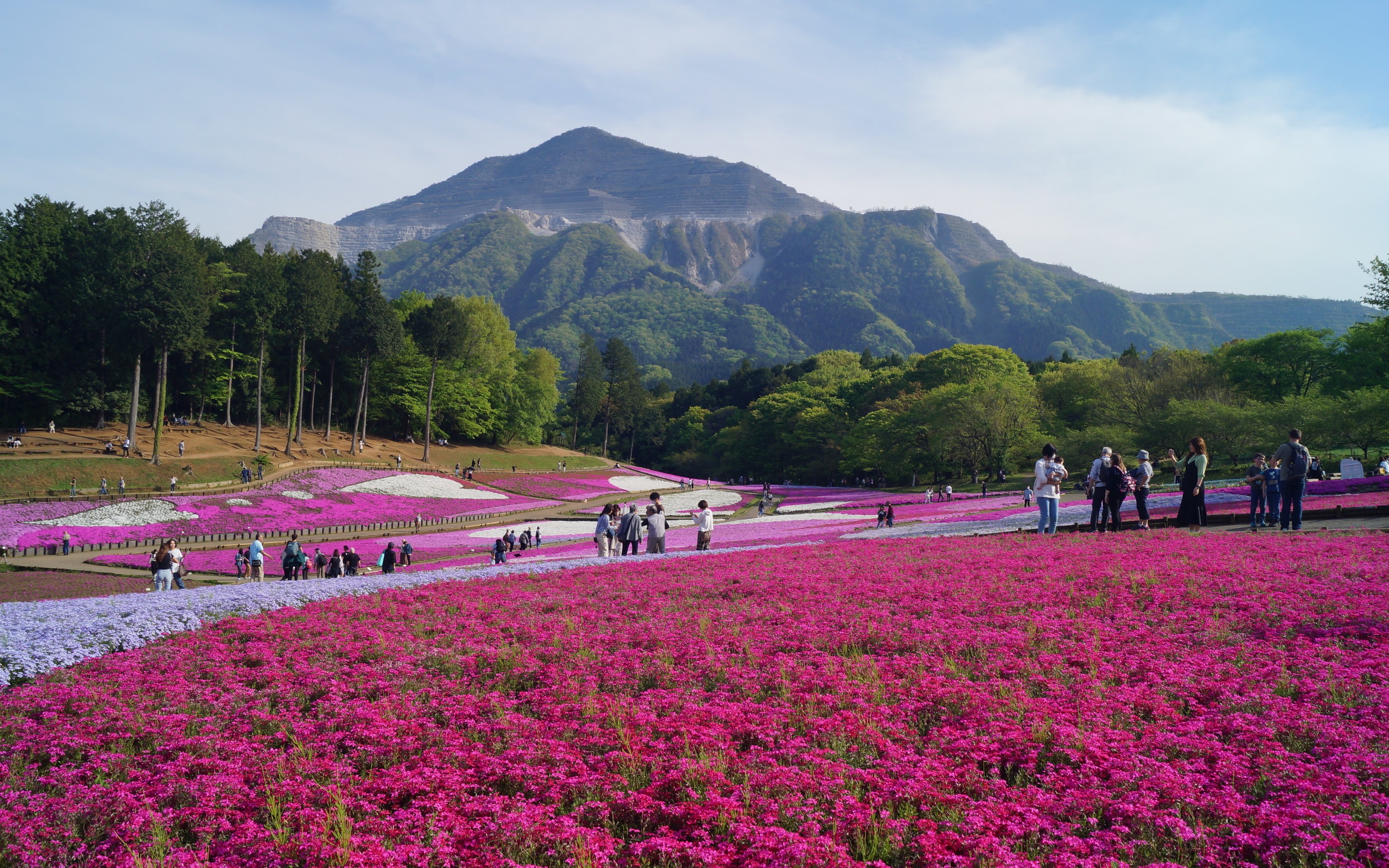 Chichibu Shibazakura Festival & Nagatoro Cherry Blossoms Festival