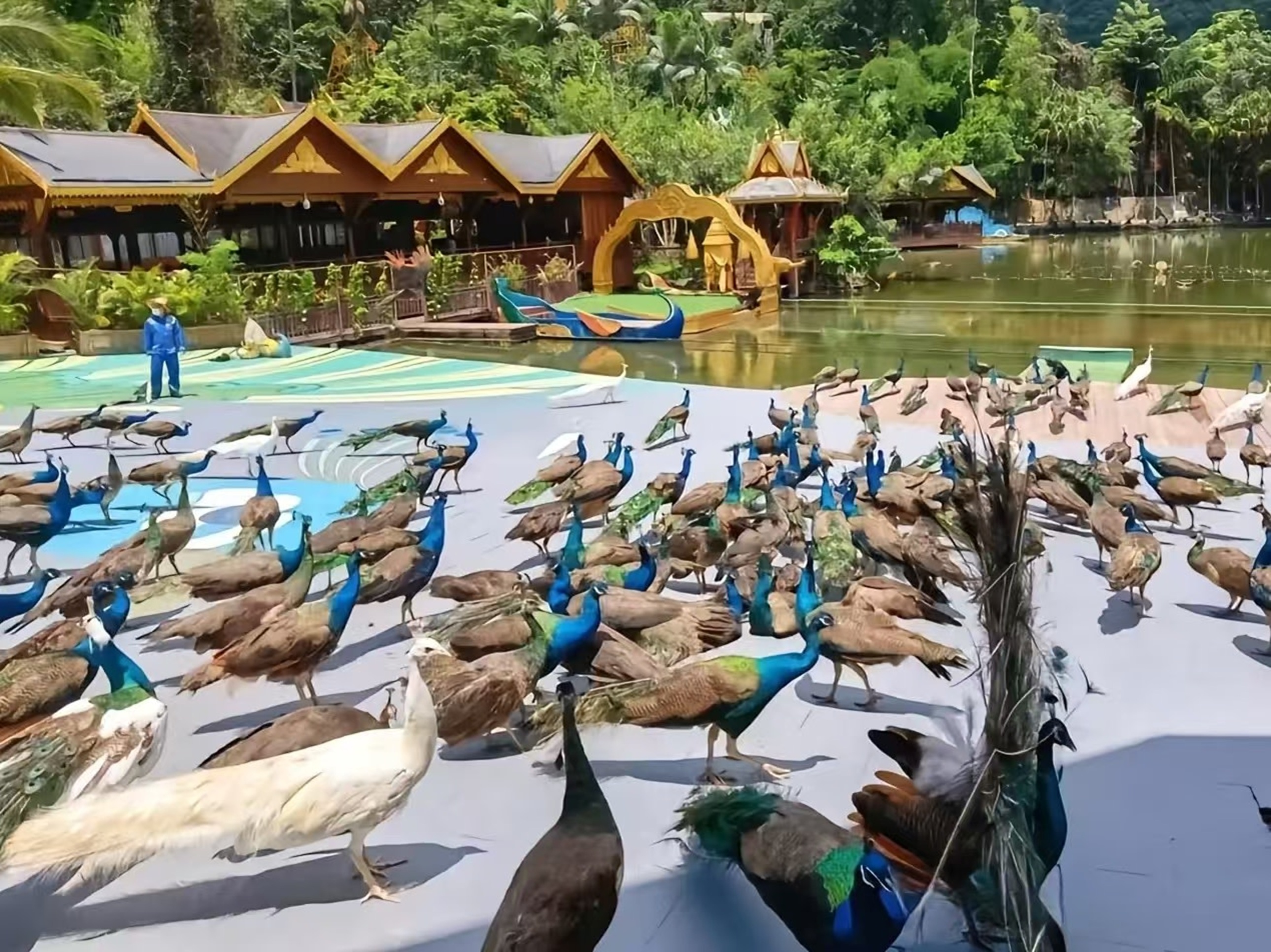 美麗的萊陽河宛如一條金腰帶，流淌在綠色的叢林之中，沿途可盡賞板根、絞殺、老莖生花、古藤等奇異景觀，還能觀賞到數百隻孔雀放飛的壯觀場面