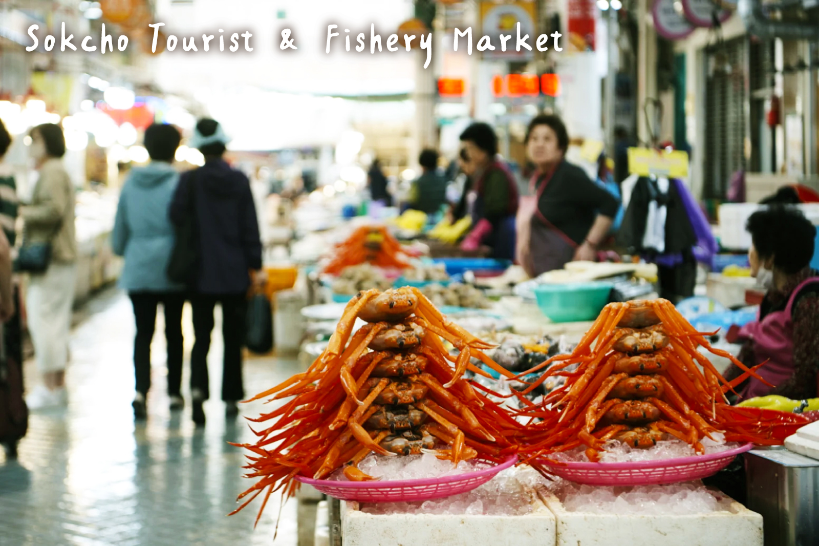品嚐最鮮美的海產，走訪束草觀光水產市場，享用生魚片、烤魷魚、螃蟹等在地美食。