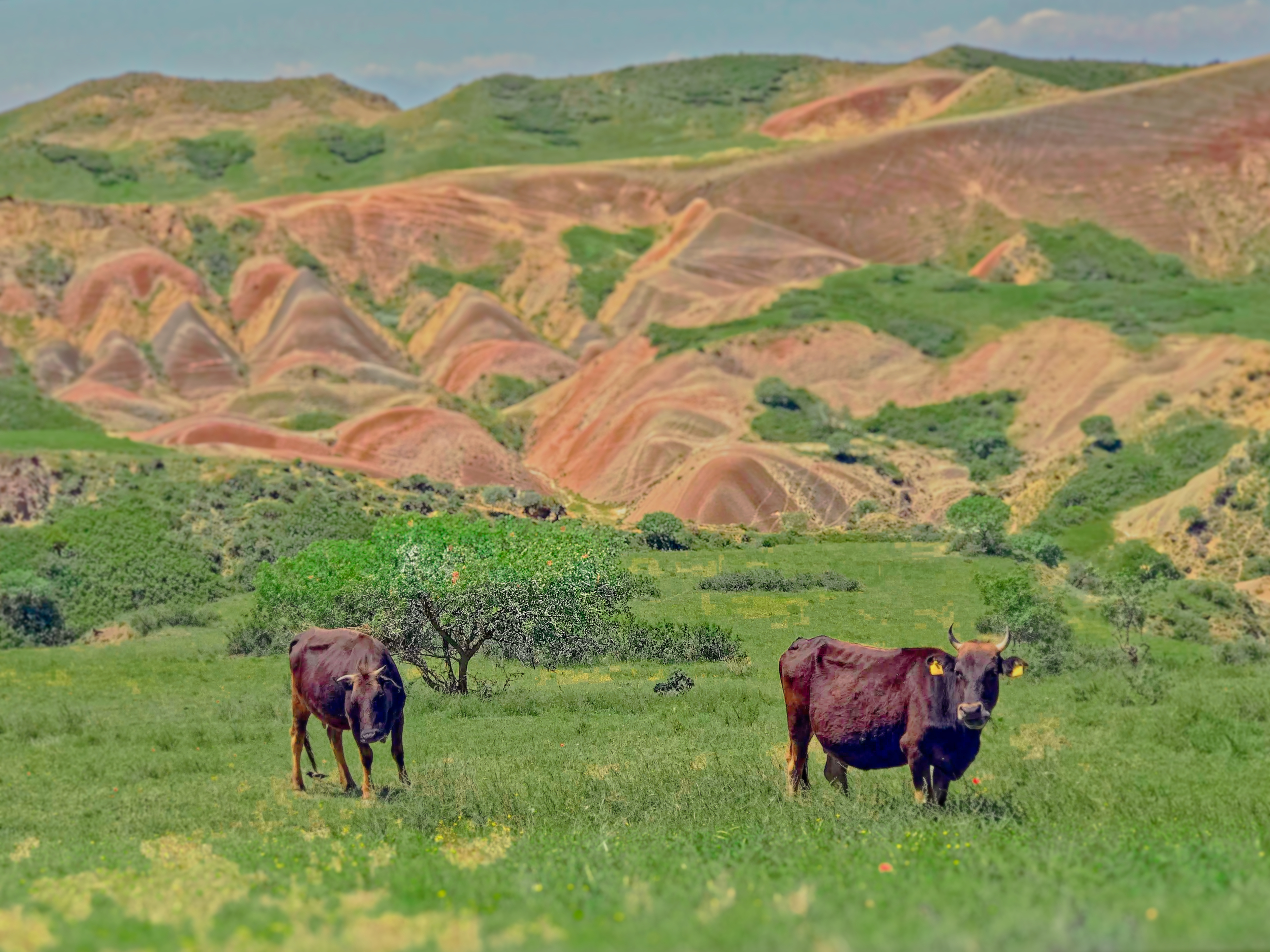 David Gareji & Real Rainbow Mountains 4WD Adventure