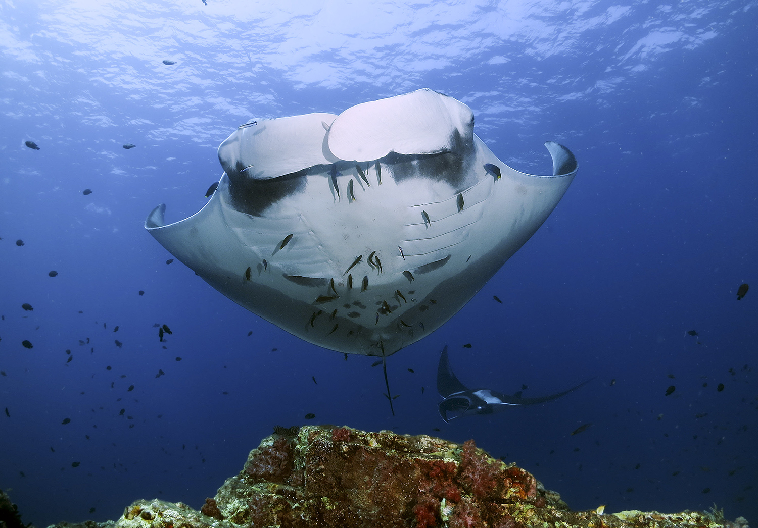 蘭塔島 PADI 五星教練發展中心進階開放水域潛水員線上課程