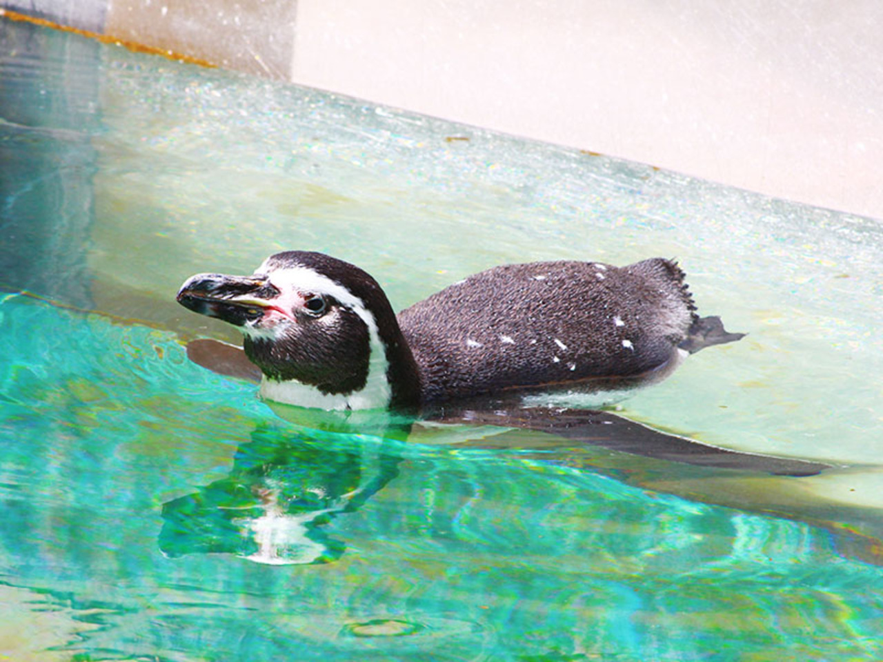 夏威夷海洋生物公園門票＆卡莫阿娜魯奧晚餐秀