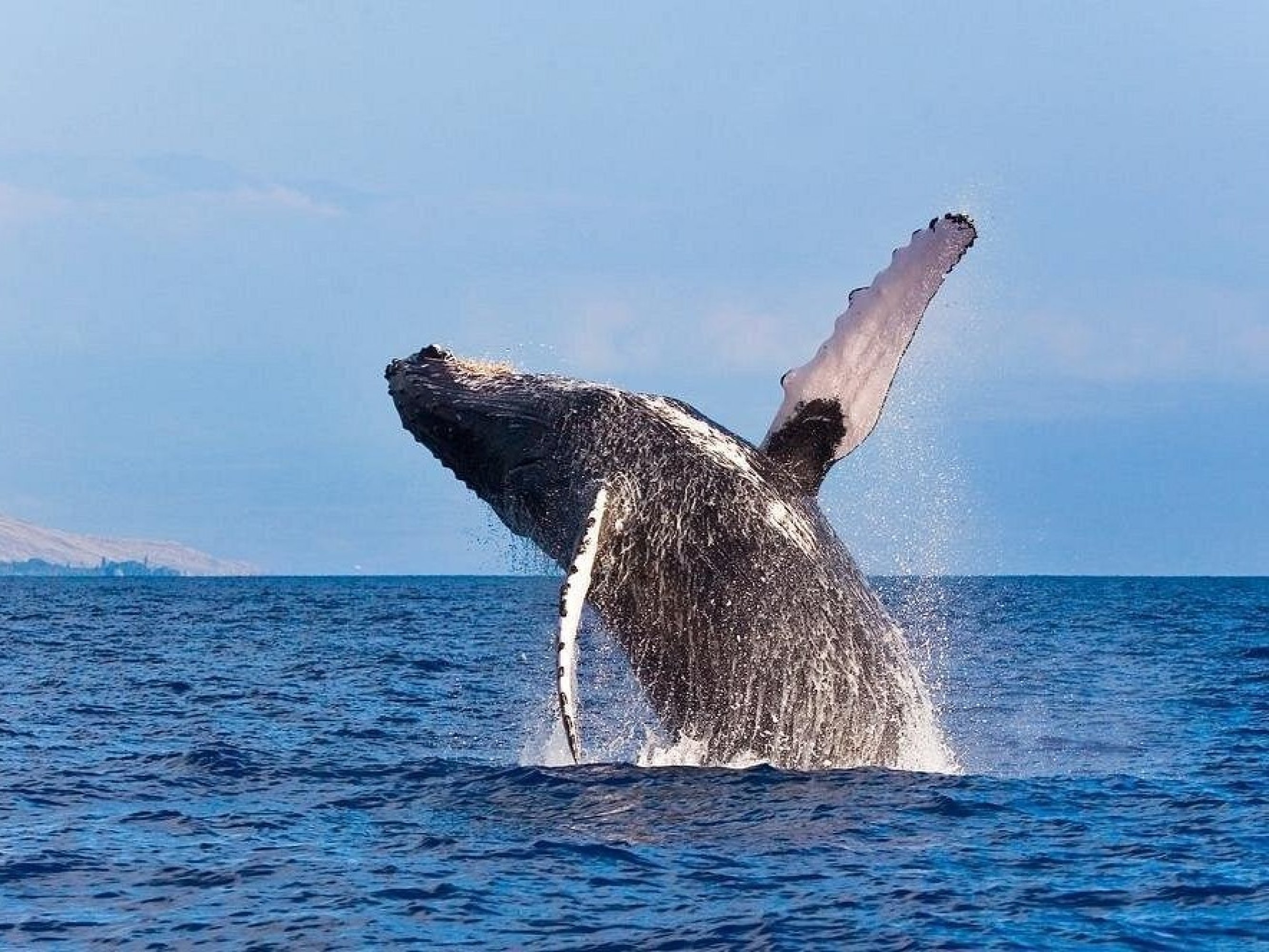 Zodiac Raft Whale Watching Tour in Kona