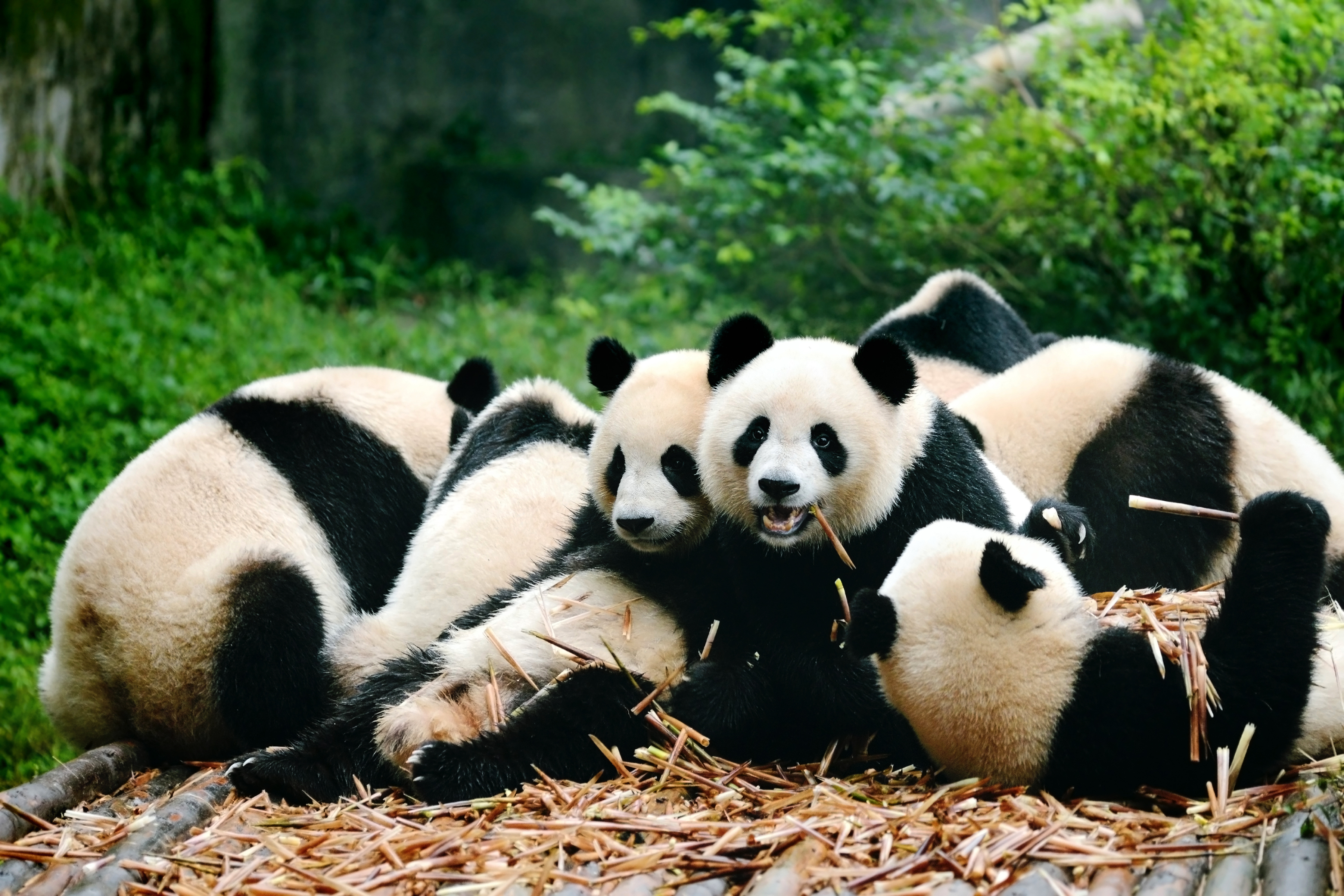 Виды панд. Большая Панда красная книга. Chengdu giant Panda. Популяция панд. Панды в России.