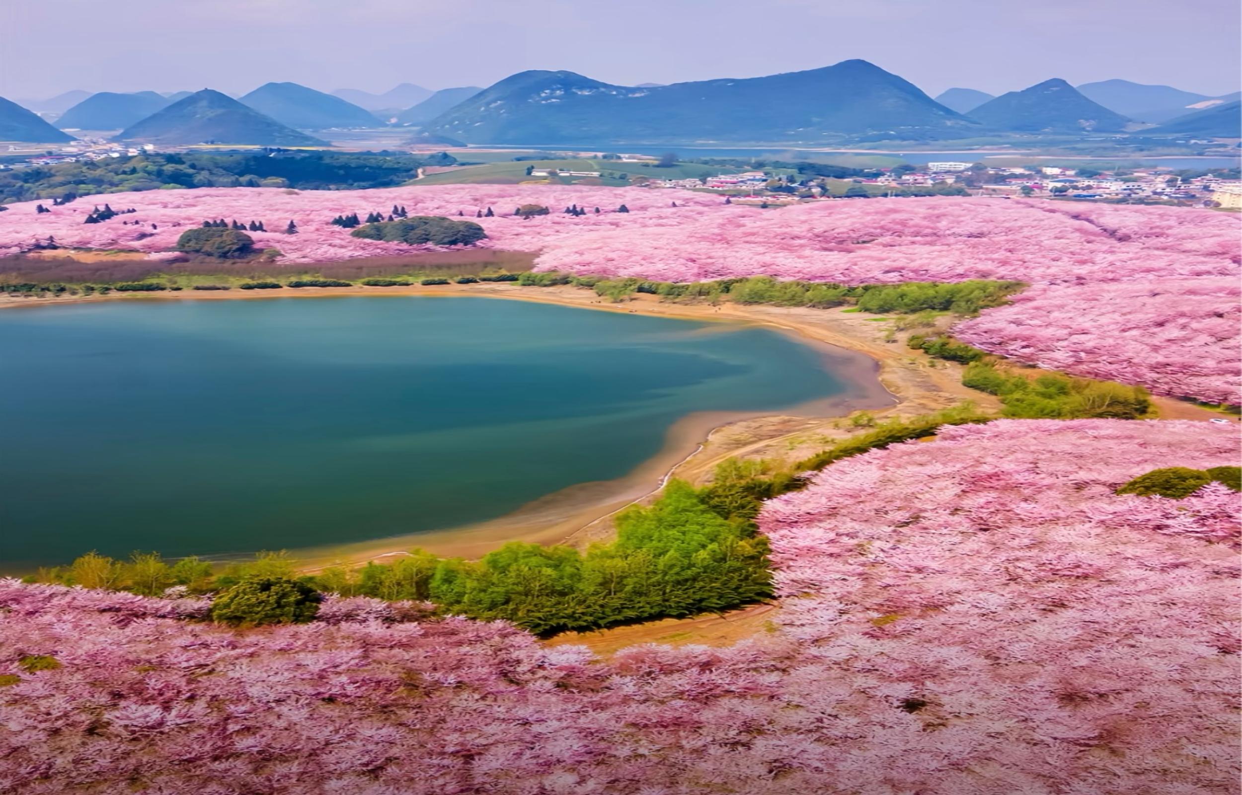Романтика цветения сакуры в Гуйчжоу | 4 дня 3 ночи Цветы вишни в Пинба + Река Гэту/Водопад Хуангуошу + Пещера Чжijin/Пещера Шилун