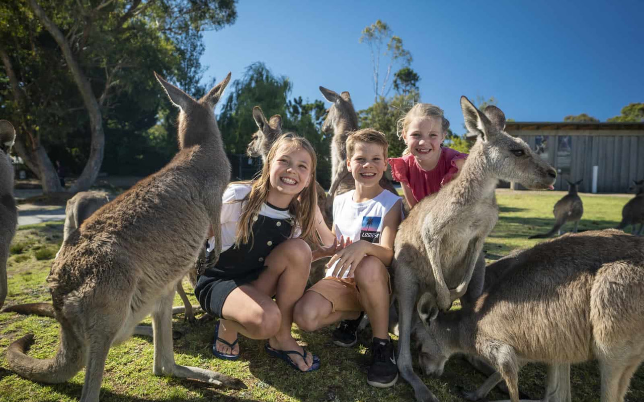 Sydney Kiama Blowhole & Wildlife Small-Group Tour