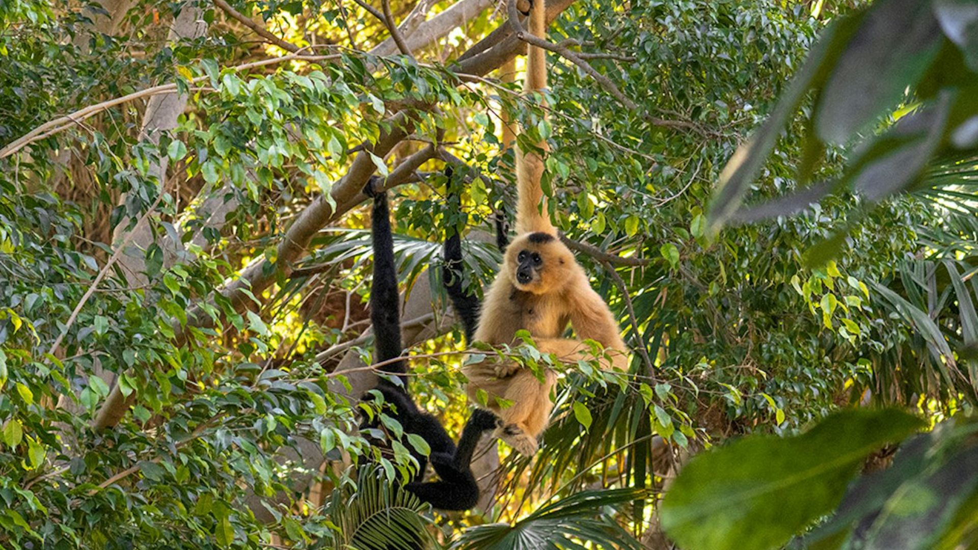 Bioparc Fuengirola ticket 