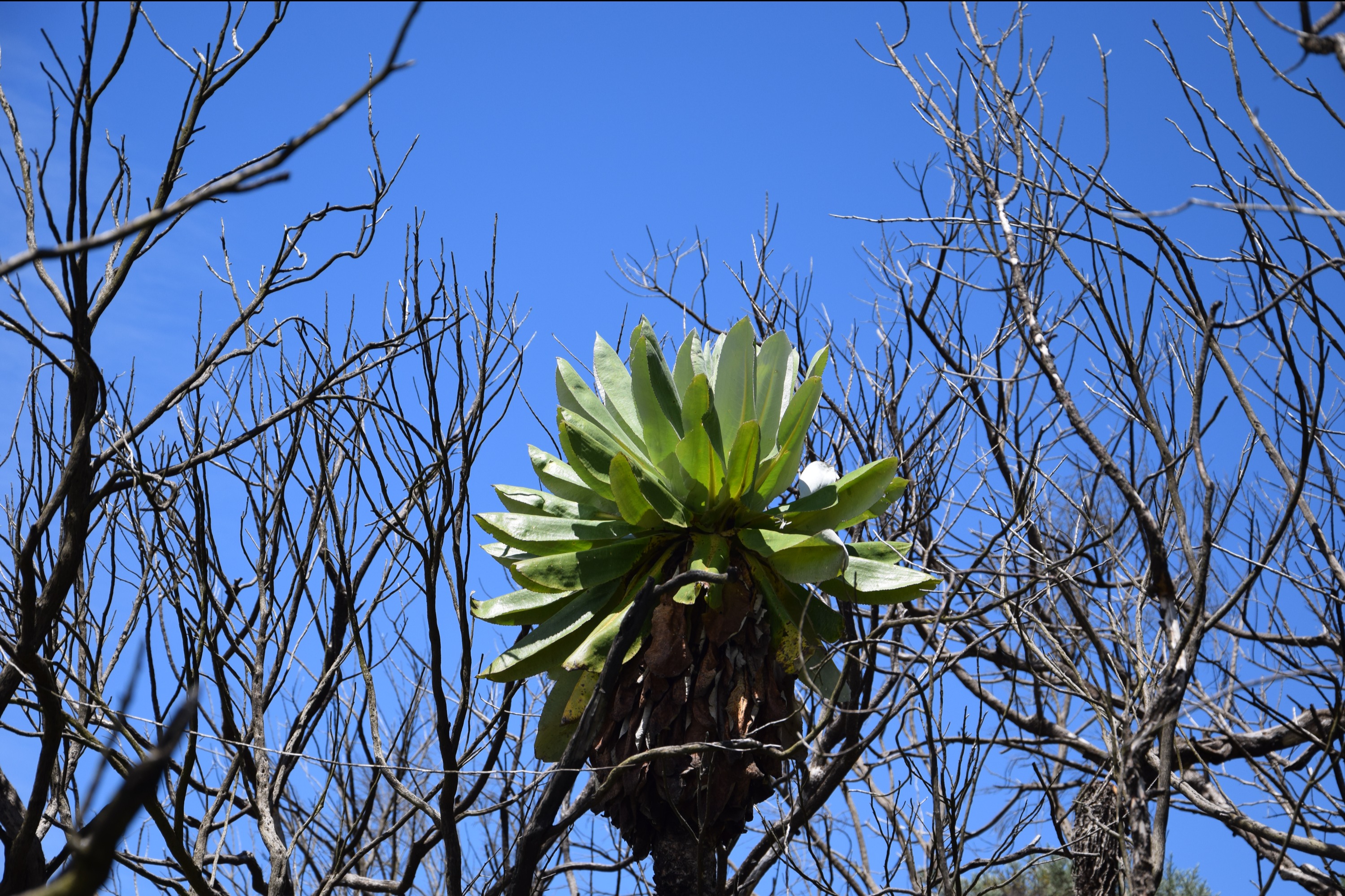 Hike the Enchanting Seven Ponds of the Aberdares (One-Day Trip)