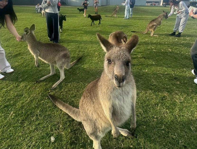 Port Stephens Day Tour with Korean Guide