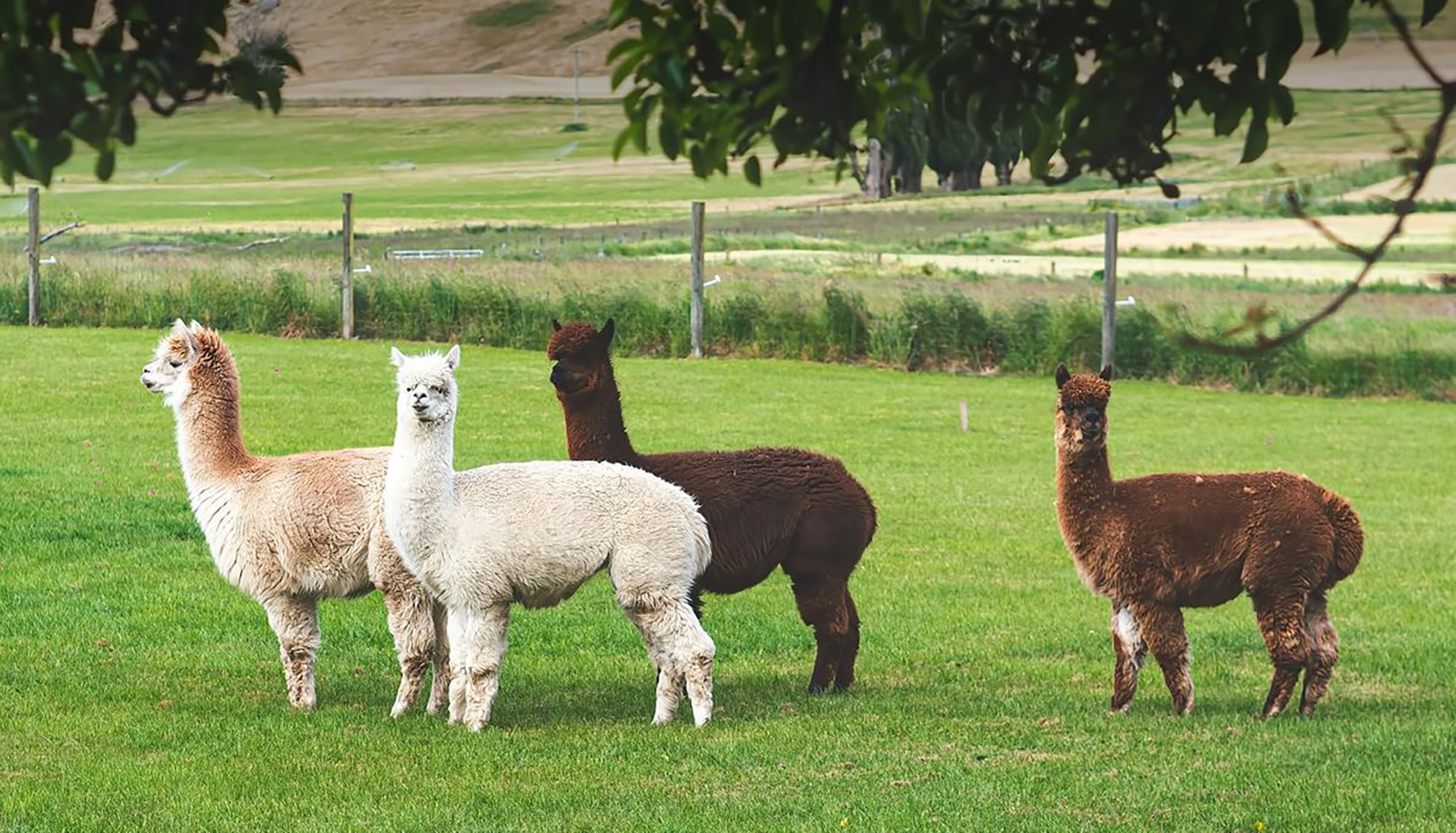 在舒適的森林咖啡館與友善的草泥馬見面，欣賞寧靜的冬季美景。
