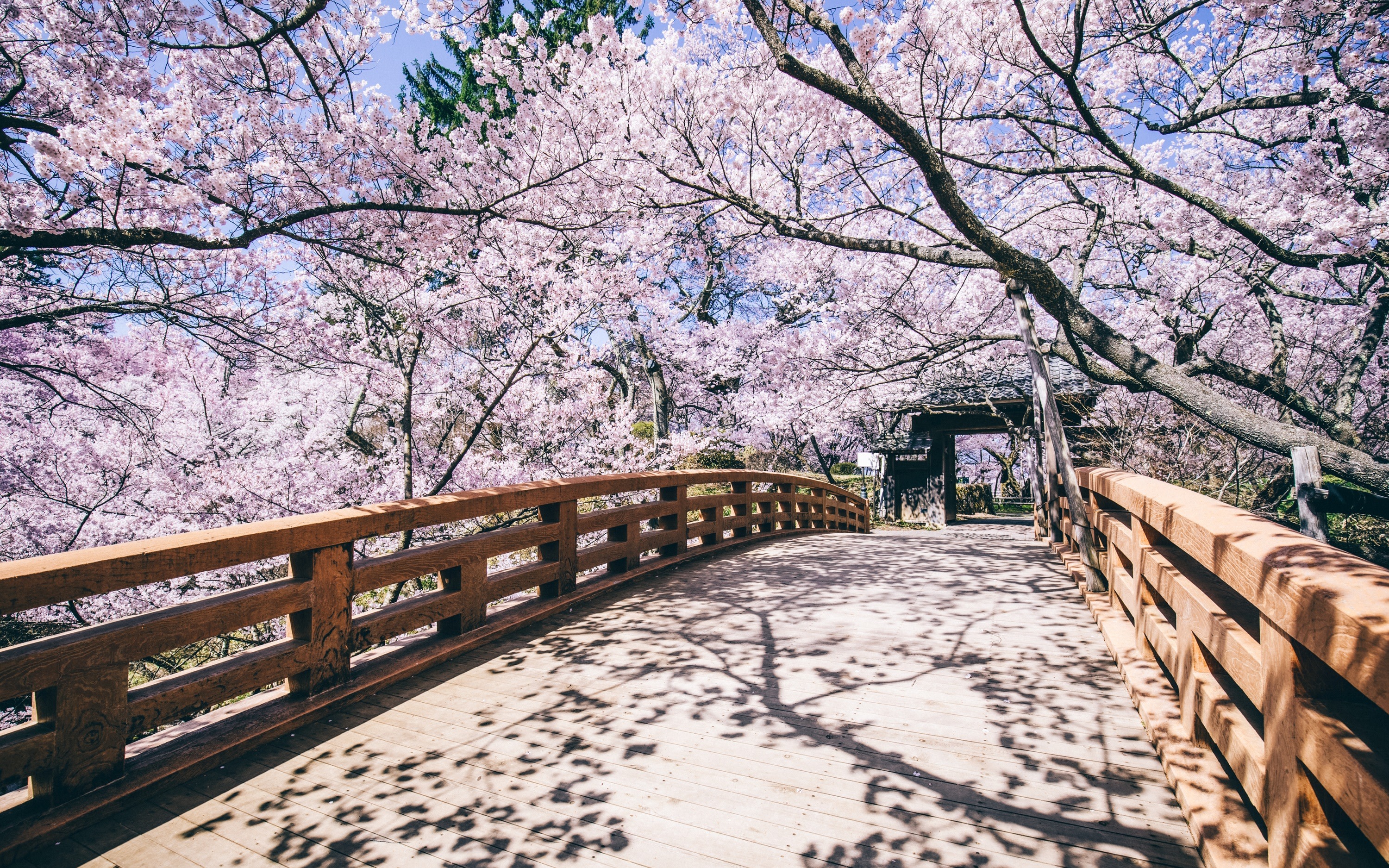 Takato Castle Ruins Cherry Blossom Festival & Inuyama Castle Tour
