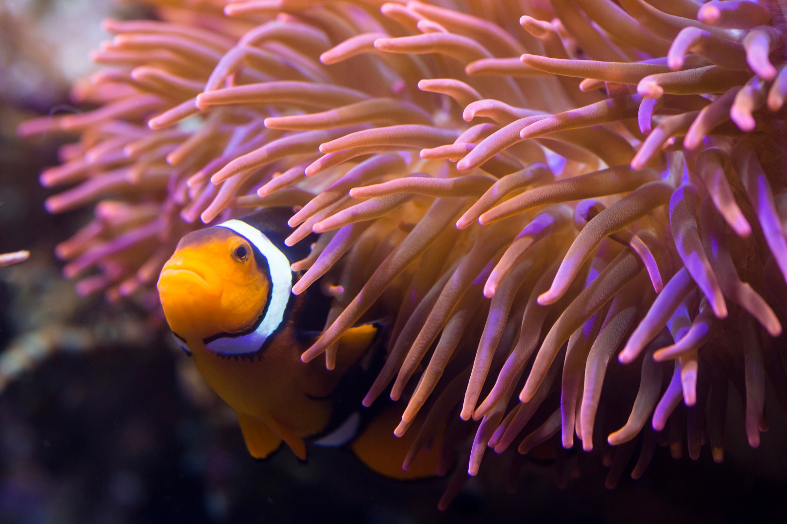 柏林 SEA LIFE 水族館門票